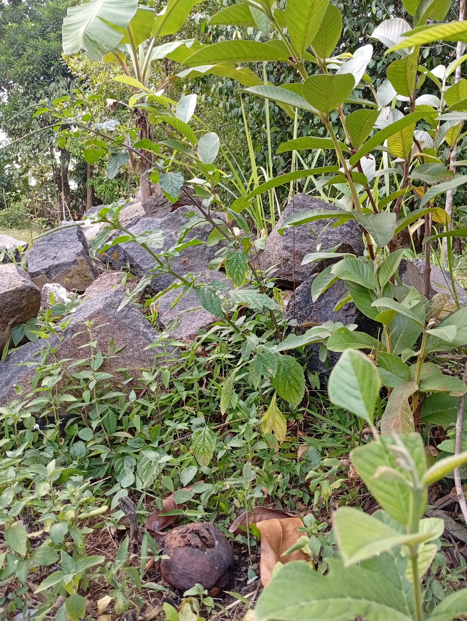 The image depicts a natural outdoor scene in Cisitu, Indonesia, characterized by a rocky area with lush vegetation. In the foreground, a dark, weathered object resembling a coconut shell lies on the ground amidst a variety of green plants. A banana tree with broad leaves is visible in the background, along with other trees and foliage, suggesting a tropical or sub-tropical environment. The ground is covered with dry leaves and soil. The lighting indicates it is daytime, with diffused light suggesting an overcast or partially shaded setting. No people or animals are present in the scene.