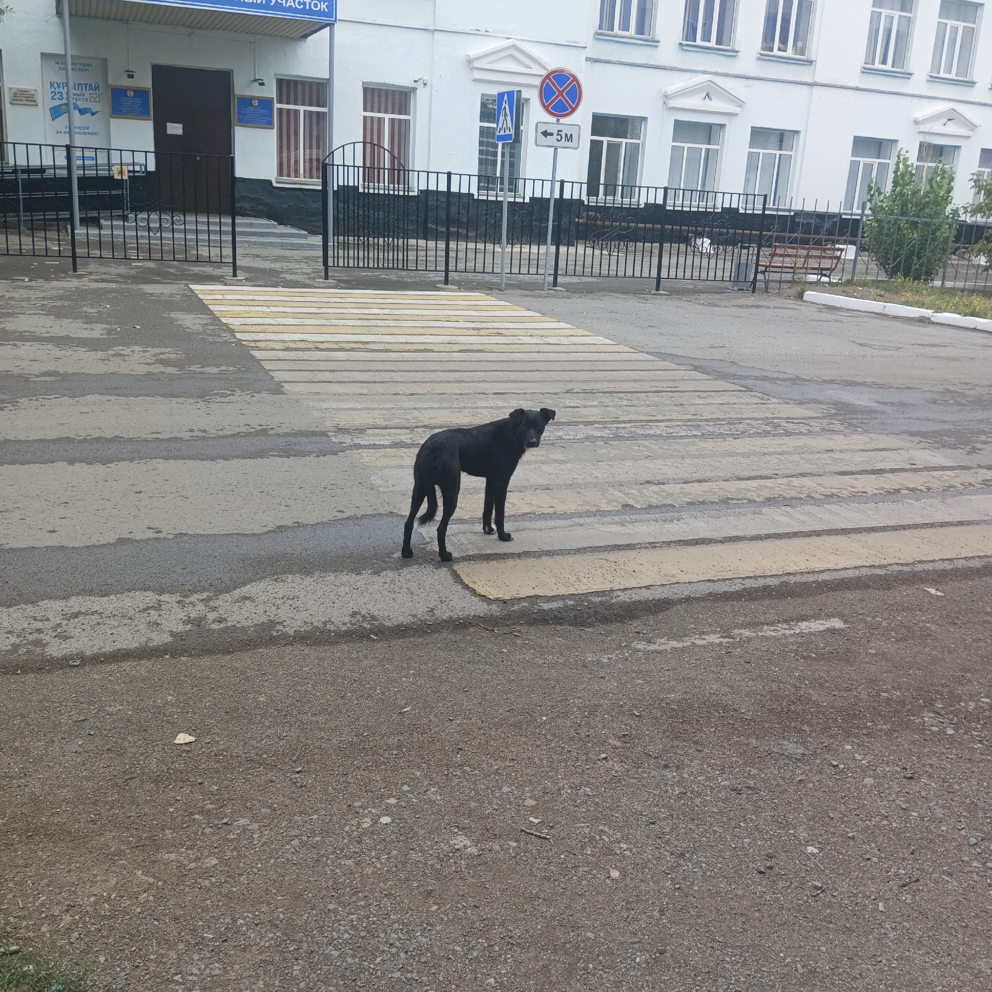 A medium shot captures a black dog standing on a crosswalk in front of a light blue building in Qarağandı, Kazakhstan. The dog is facing the camera with its head slightly tilted. The crosswalk consists of yellow and white stripes. Behind the dog, a black metal fence separates the street from the building's entrance, which features a dark brown door. Several signs are visible on the building, including one with the flag of Kazakhstan. The building itself is a multi-story structure with numerous windows. To the right of the building, a dense green bush is present. The ground is paved with asphalt, and some areas appear wet. The overall scene suggests a typical urban environment in Kazakhstan.