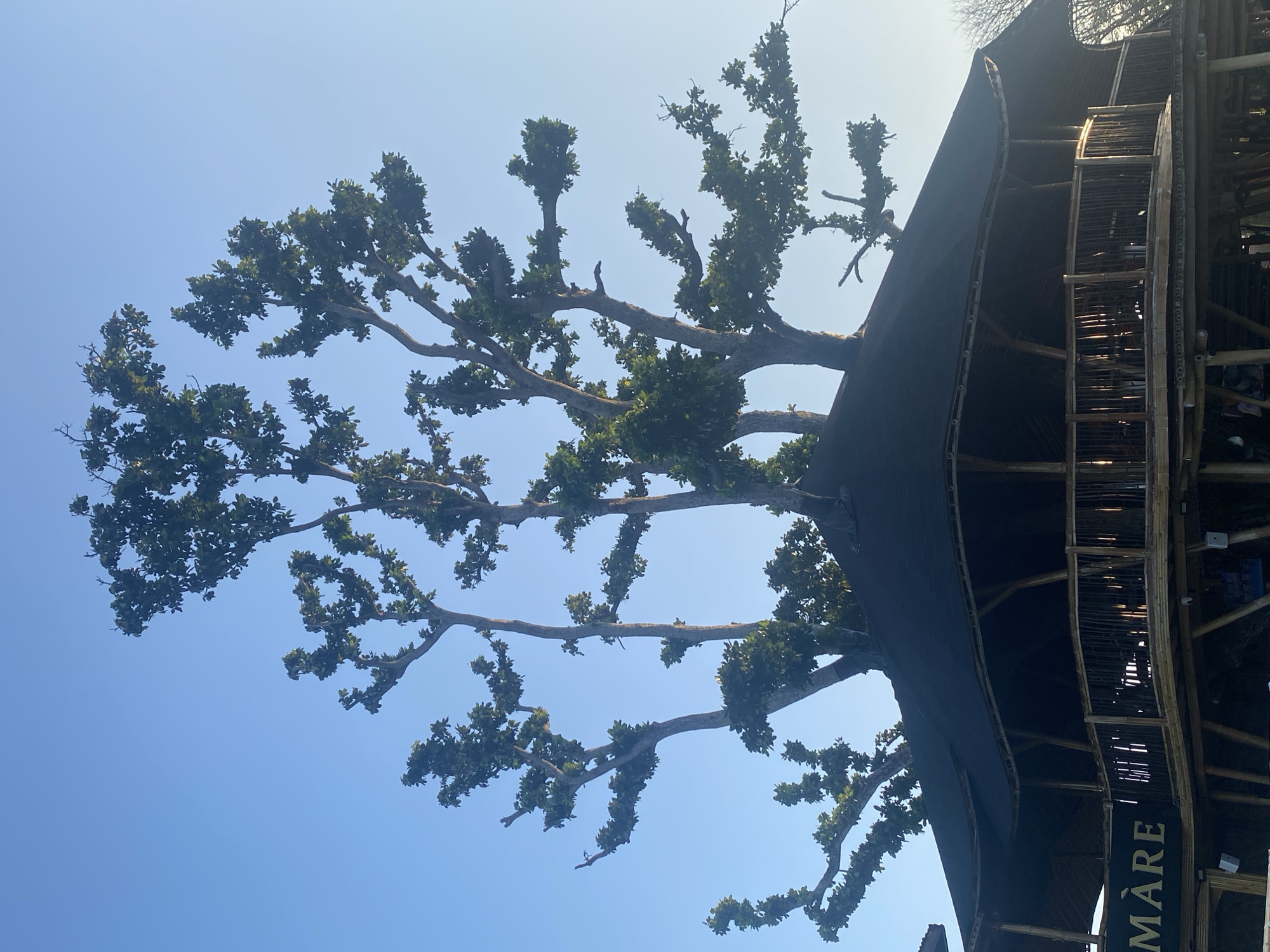 The image shows a unique structure with a dark, curved roof, appearing to be a building or pavilion, possibly made of bamboo and wood. Several trees with green foliage and branches are growing through the roof and extend into the clear blue sky. The building has an open-air level with railings and supports, also seemingly constructed from natural materials. A sign with the text "MARE" in gold lettering is visible on the side of the building. The overall impression is of an eco-friendly or nature-integrated design. The location is identified as Denpasar, Indonesia.