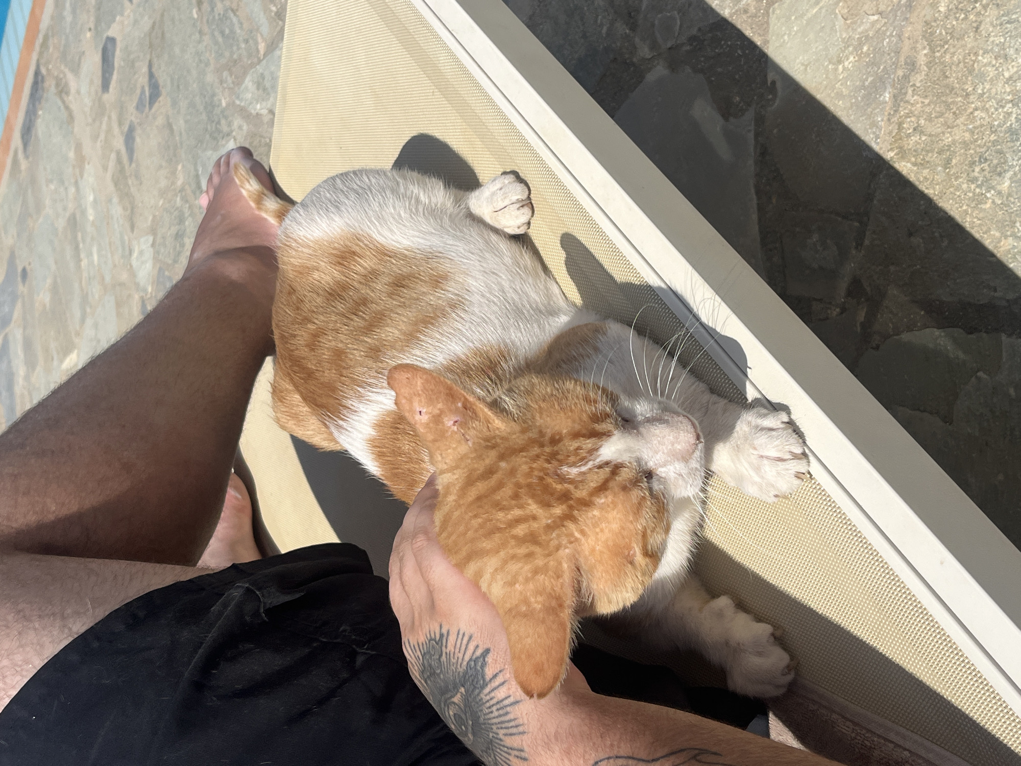 An orange and white cat is lying on a lounge chair outdoors, with a person's legs and arm visible in the frame. The cat has its eyes closed and appears to be relaxed. The person's arm, which is tattooed, is gently petting the cat. The lounge chair is beige and positioned on a stone patio. In the background, a swimming pool is visible, with its blue water reflecting the sunlight. The scene suggests a leisurely day in a warm climate, possibly at a hotel or resort in Exopoli, Greece.