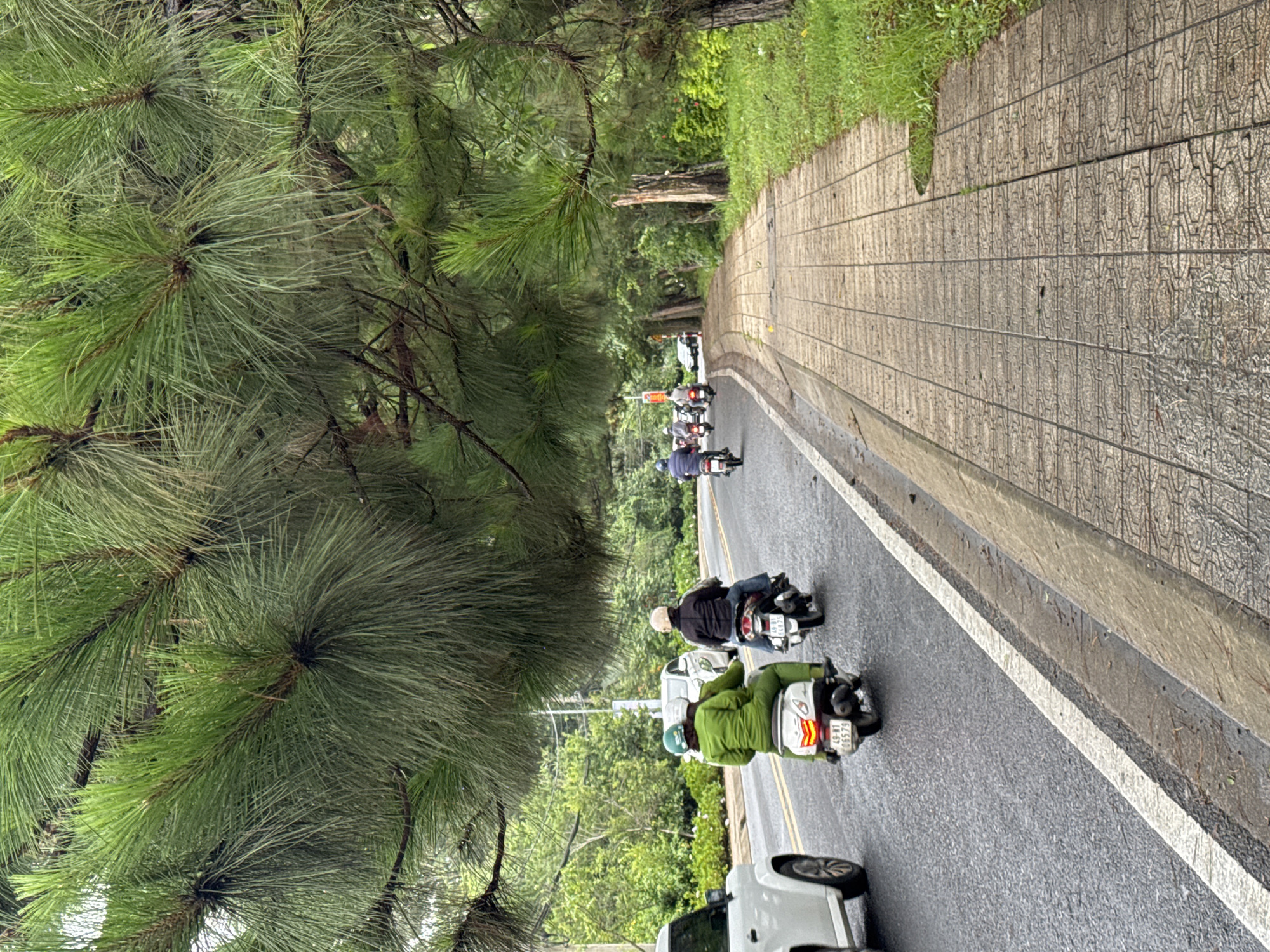 A daytime scene in Phường Xuân Hương - Đà Lạt, Vietnam, captures a busy road flanked by lush greenery and a concrete sidewalk. The road surface appears damp, suggesting either recent rain or an overcast sky.
In the immediate foreground on the road, a person wearing a bright green jacket and a light-colored helmet rides a white scooter, heading away from the viewer. The scooter's license plate, "49-B1 065.79," is clearly visible. Partially visible at the bottom of the frame is the front wheel and part of the body of a white car. Slightly further along the road, another individual, dressed in a dark jacket and wearing a white helmet, rides a darker scooter. Its license plate reads "49-B1 146.97." In the background, a line of additional motorbikes and vehicles suggests ongoing traffic along the curving road.
To the right of the asphalt road, a wide concrete sidewalk features a distinctive repeating hexagonal and square pattern. A curb separates the road from the sidewalk, and beyond the sidewalk, a strip of vibrant green grass leads up to a natural embankment covered in dense trees and foliage. The left side of the frame is dominated by the thick, long needles of pine tree branches, which extend into the foreground, providing a rich green canopy. The dense pine trees continue along the roadside, creating a verdant and natural setting for the road. The atmosphere is one of routine daily travel within a scenic, tree-lined environment.