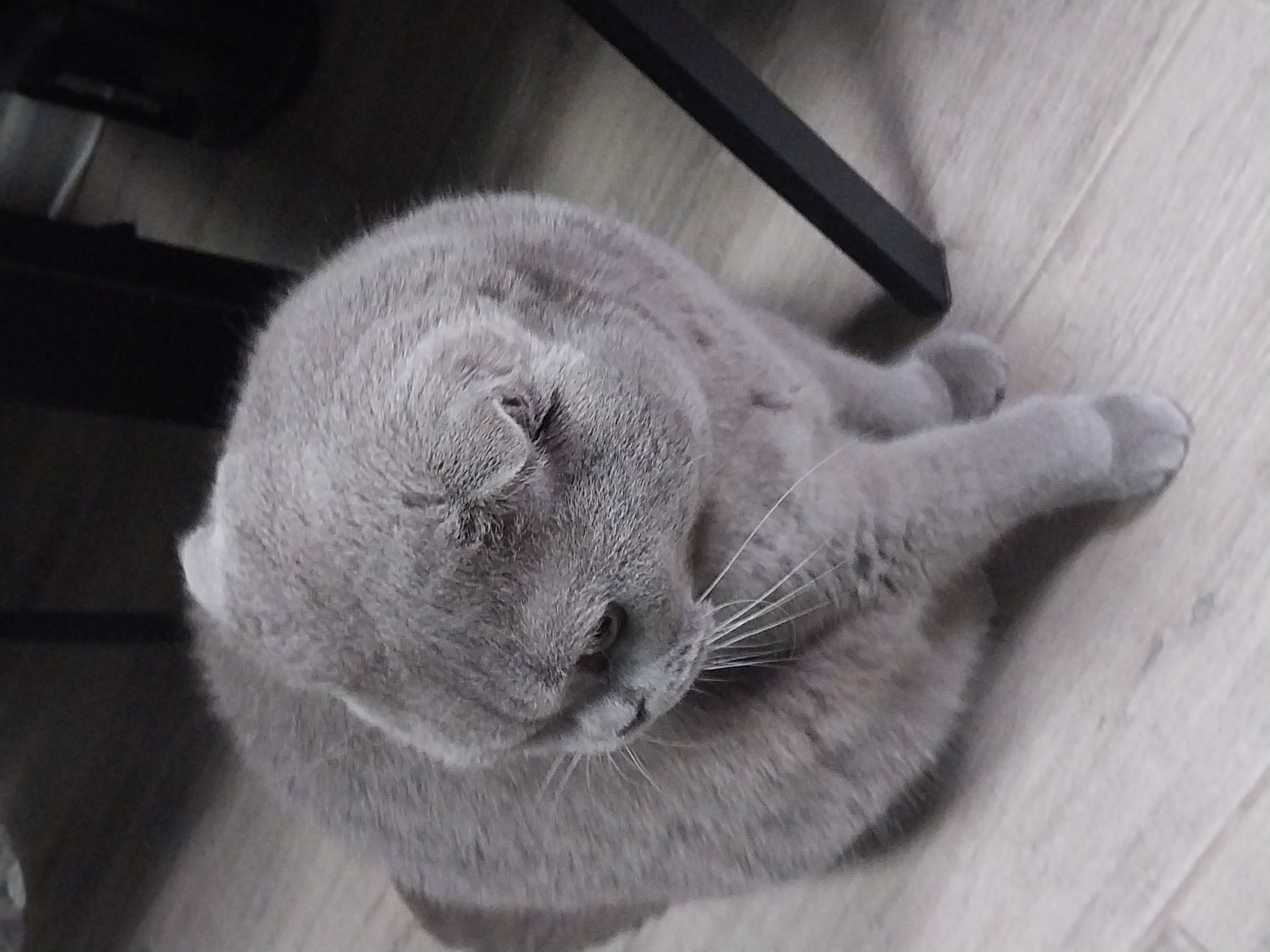 A grey Scottish Fold cat with folded ears is sitting on a light-colored wooden floor. The cat is looking down and to the left, with its body angled away from the camera. Its fur is short and dense. In the background, there is a dark-colored table leg. The scene appears to be indoors, likely in a residential setting. There is no indication of the city of Dnipro, Ukraine, or any specific urban environment.