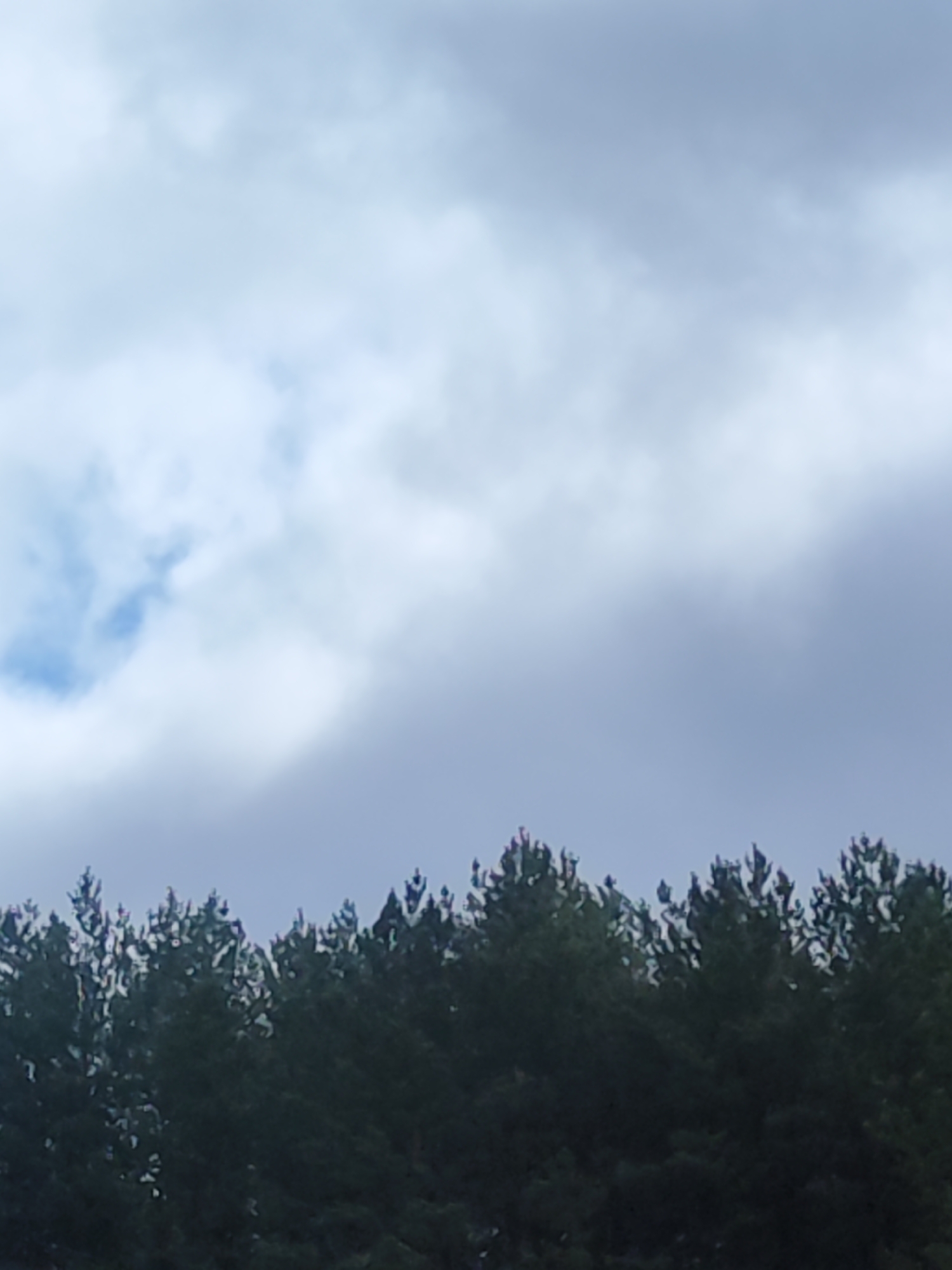 The image presents a view of the sky above a line of trees. The sky is predominantly covered with light gray clouds, with a small patch of blue visible in the upper left portion. The trees along the horizon appear to be evergreens, with their dark green foliage contrasting against the lighter sky. The photograph seems to have been taken during overcast conditions.
The location, Chaikovsky, Russia, is not directly evident from the visual content of the image.