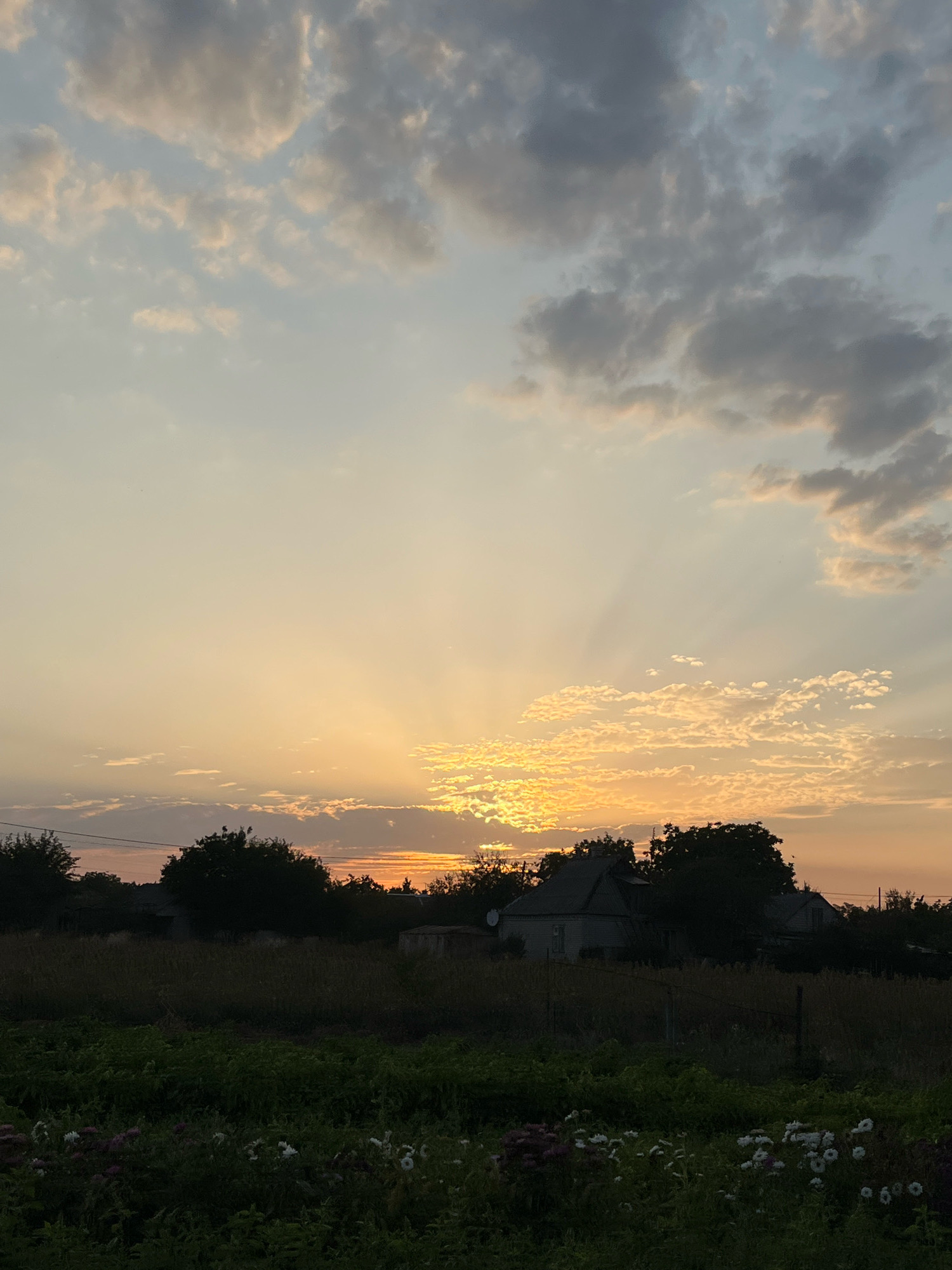 This is a vertical, eye-level, full shot of a rural sunset over a field. The sky is a gradient of pale blue and yellow, with streaks of orange radiating from the setting sun, which is obscured by clouds. Some of the clouds are white and fluffy, while others are gray and dark. In the middle ground, there is a line of silhouetted trees and several houses, their roofs dark against the bright sky. A thin band of darker orange is visible on the horizon. In the foreground, there is a dark green field with some white and pink flowers scattered throughout. The image is slightly grainy.