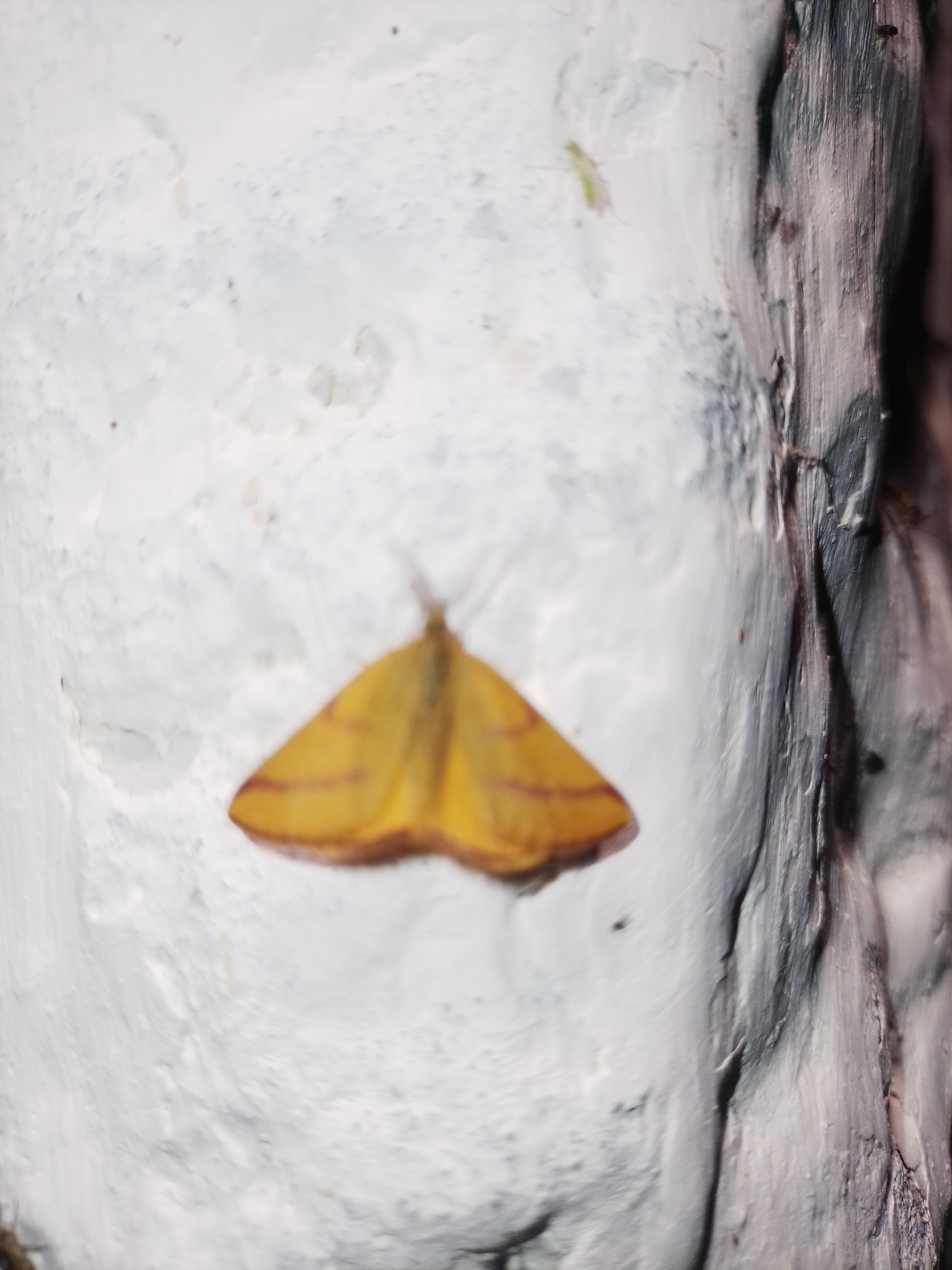 A blurry, close-up image shows a yellow moth with thin, reddish-brown stripes on its wings, resting on a white, textured surface. The surface appears to be painted plaster or stucco, with visible imperfections and a slightly uneven texture. To the right of the moth, a vertical, dark, striated object, possibly a wooden post or a rough-textured wall, is visible. The lighting is dim, and the focus is soft, obscuring fine details of the moth and its surroundings. The image does not contain any information that would indicate its location in Ustyvytsia, Ukraine, or any specific environmental context.