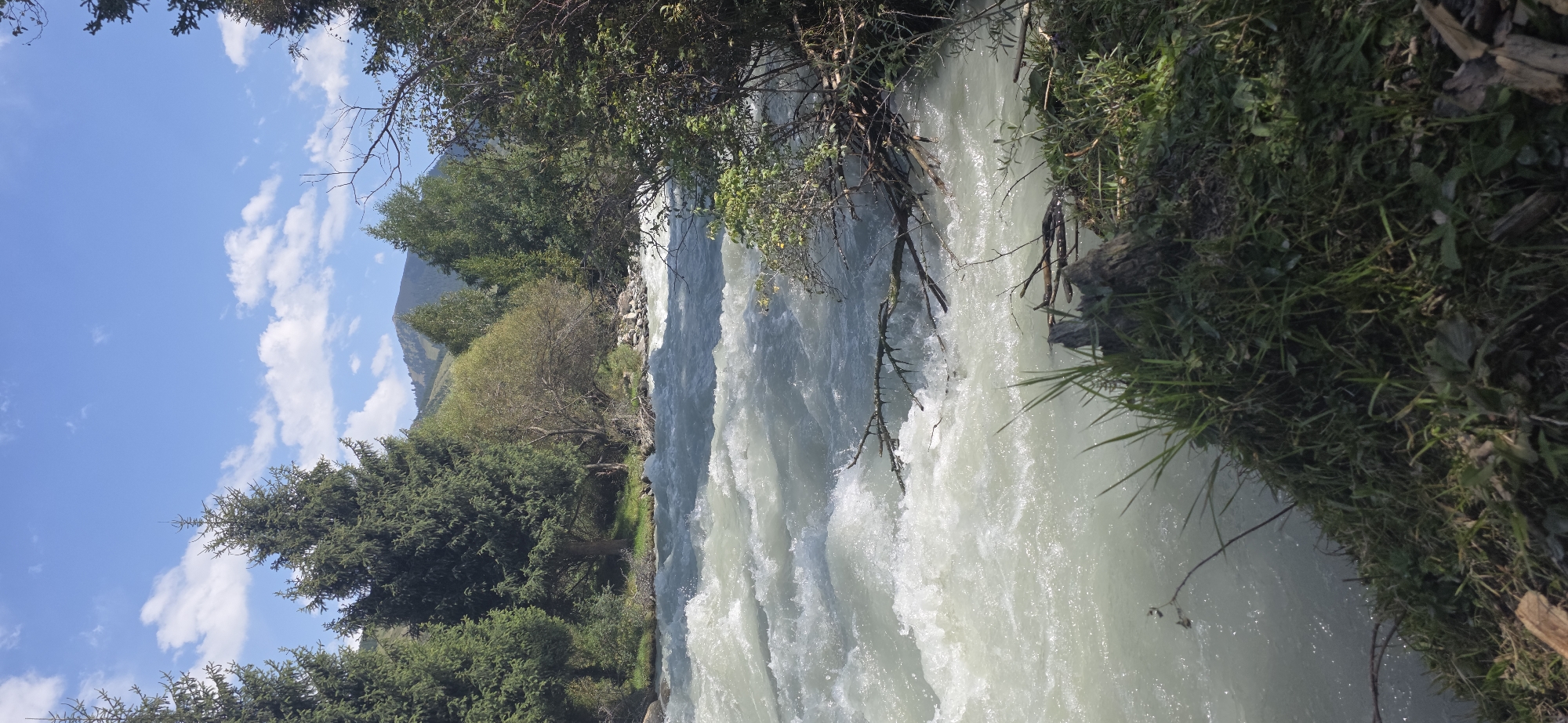 This is a vertical, eye-level, medium shot of a fast-flowing river in a mountainous, forested area, likely in the city of Chon-Kurchak Gorge, Kyrgyzstan. The water is turbulent and appears light gray or white with foam and ripples. Overhanging the river on the right are dense green trees and branches, some of which dip into the water. On the left bank, a line of tall, dark green evergreen trees dominates the landscape, with lighter green deciduous trees and bushes behind them. In the background, rolling hills covered in trees rise towards a hazy, mountainous peak under a bright blue sky with scattered white clouds. The foreground shows a muddy bank covered in dark green grass and some fallen branches, suggesting a natural, untamed environment. There are no people or animals visible in the scene. The lighting suggests it is daytime, with the sun casting shadows and highlighting the texture of the water and foliage.