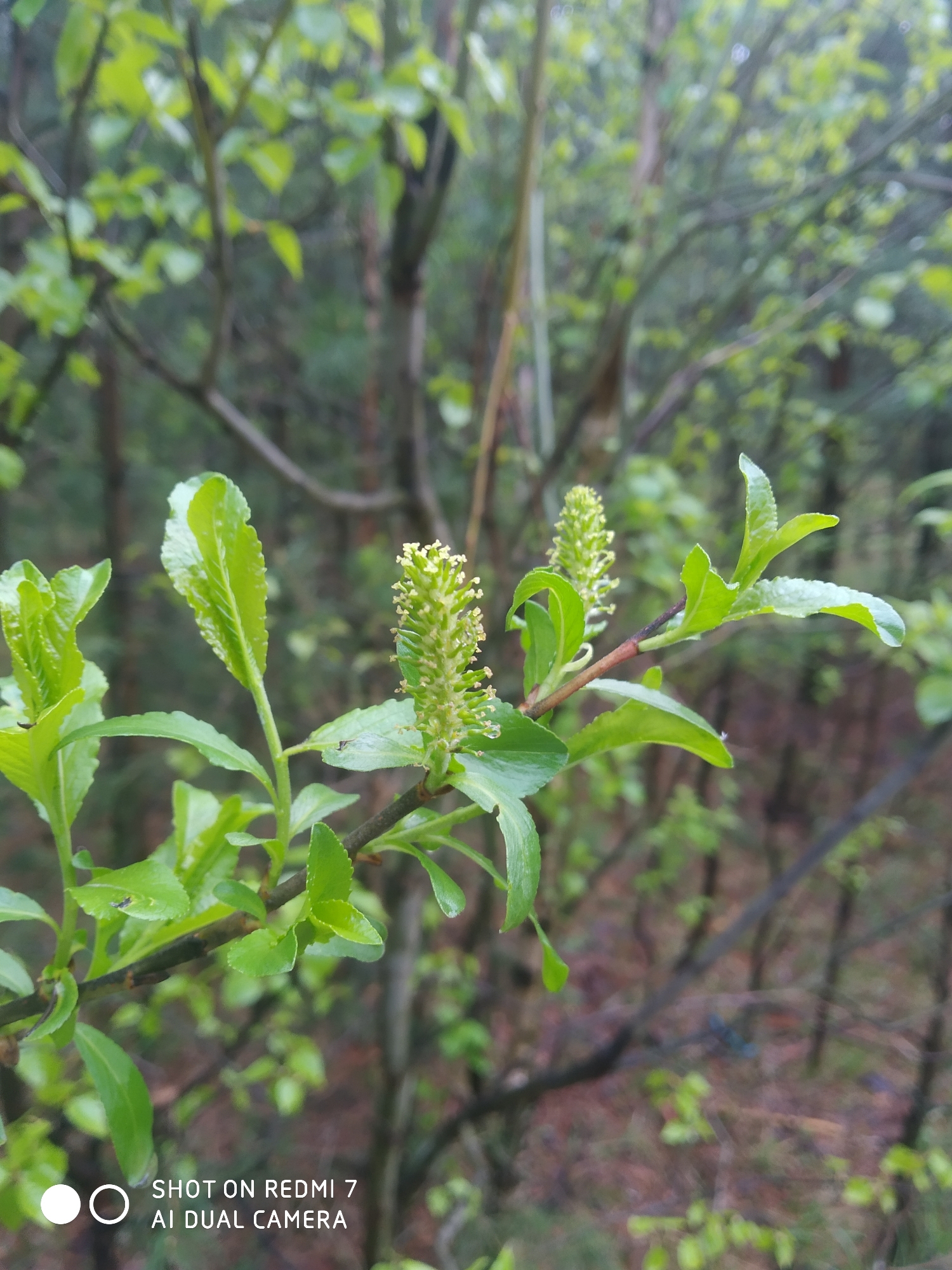 The image shows a close-up of a branch with budding leaves and catkins, likely in a natural setting. The leaves are vibrant green and appear somewhat wet, suggesting recent rain. The catkins are green and show signs of early blooming with small, pale yellow structures emerging. The background is blurred, indicating a wooded area or forest. The image includes a "SHOT ON REDMI 7 AI DUAL CAMERA" watermark in the bottom left corner. The location in Chaikovsky, Russia, is not definitively identifiable from the image.
