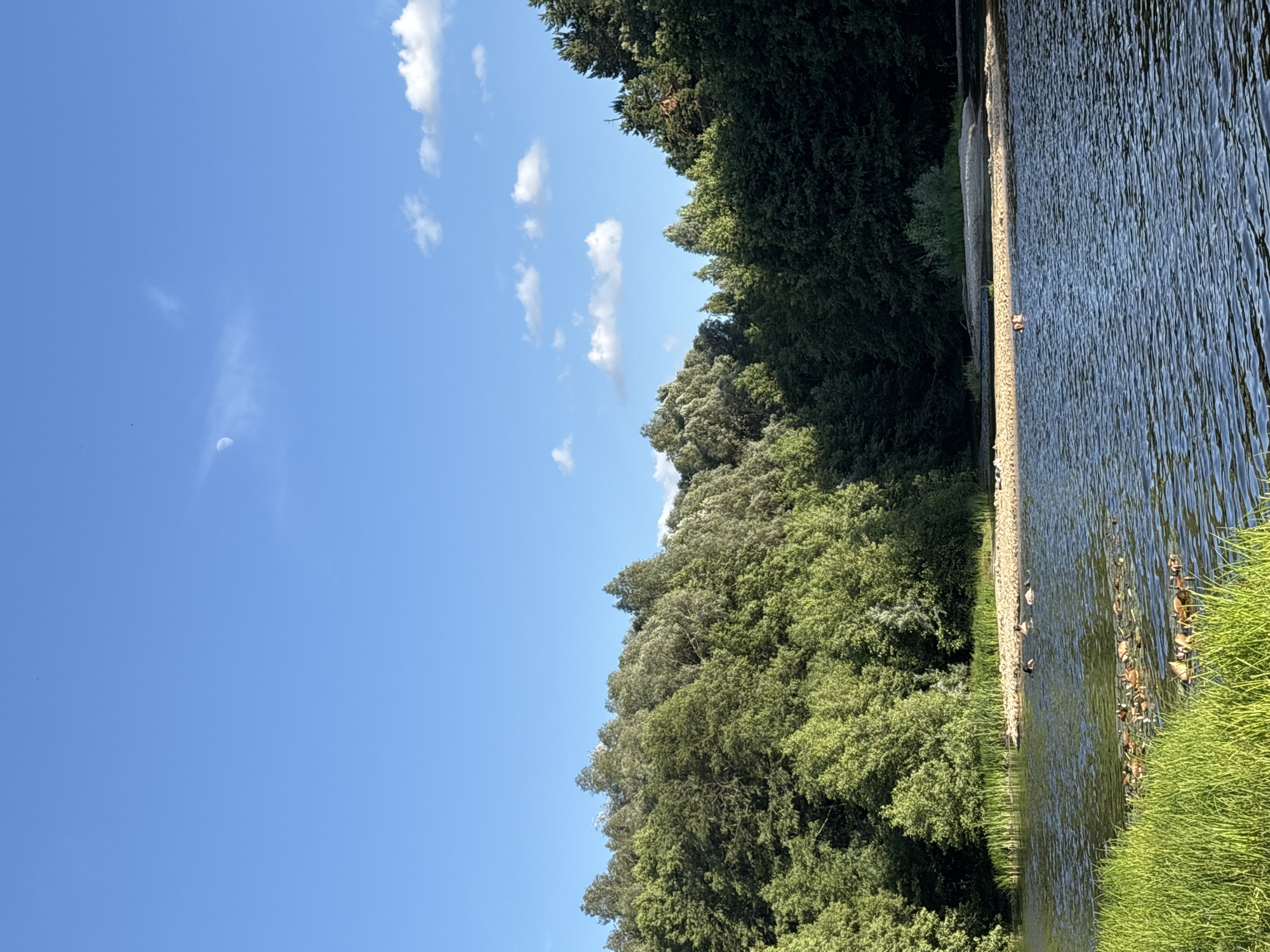 The image depicts a serene natural scene with a body of water, dense green trees, and a bright blue sky dotted with white clouds and a visible moon. The perspective is from a high vantage point, looking down towards the water.
In the foreground, to the right, lush green grass lines the edge of the water. The water itself appears calm with ripples reflecting the sky and surrounding foliage. A narrow strip of tan-colored ground, possibly a path or bank, separates the water from the trees.
Along this bank, several ducks are visible swimming in the water or resting on the bank. Further along the bank, a person is seated, facing away from the camera. The dense green trees form a thick wall of foliage along the left side of the image, extending into the background.
The sky is a vibrant blue, indicating a clear day. The presence of the moon suggests it is daytime, possibly late morning or early afternoon, as the moon is still visible in the daylight sky. The overall atmosphere is peaceful and natural. There is no visible text in the image. The scene suggests a quiet moment in a natural setting, possibly a park or a natural reserve.