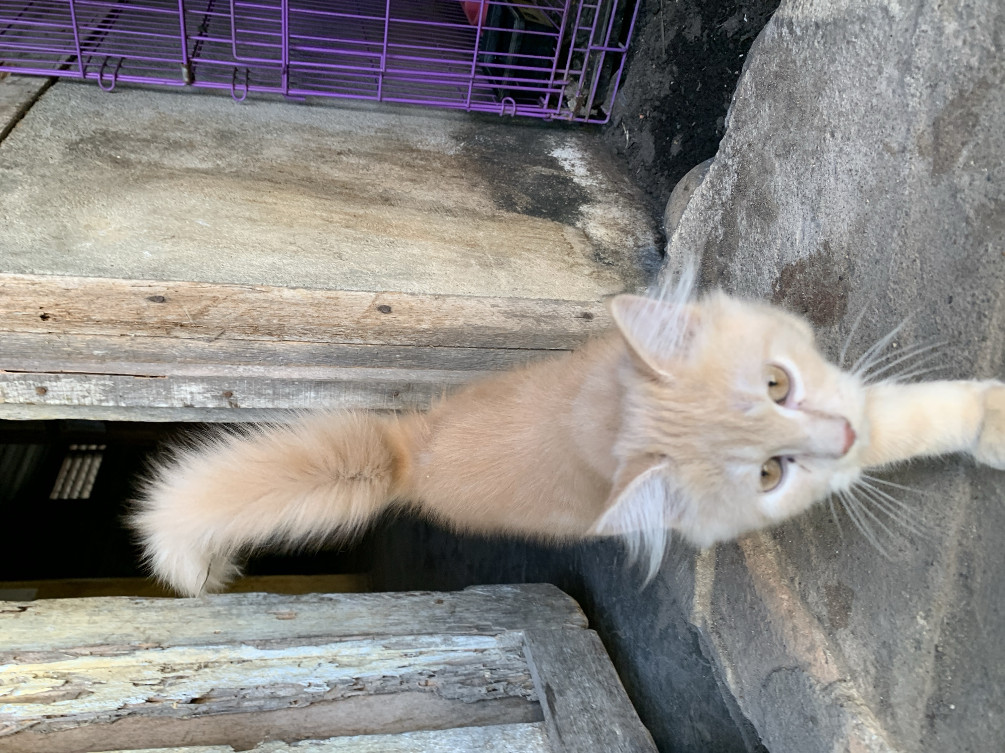 An orange tabby cat is walking towards the camera on a concrete surface in front of a weathered wooden door. Behind the cat, to the right, is a section of a beige concrete wall with dark staining and a purple metal cage. The environment appears to be outdoors, likely in a residential or rural area. The cat's tail is held high and is fluffy. The cat's face is in focus, with light brown eyes and long white whiskers. The wooden door is old and has peeling paint. The purple cage has a black food or water dish visible inside.