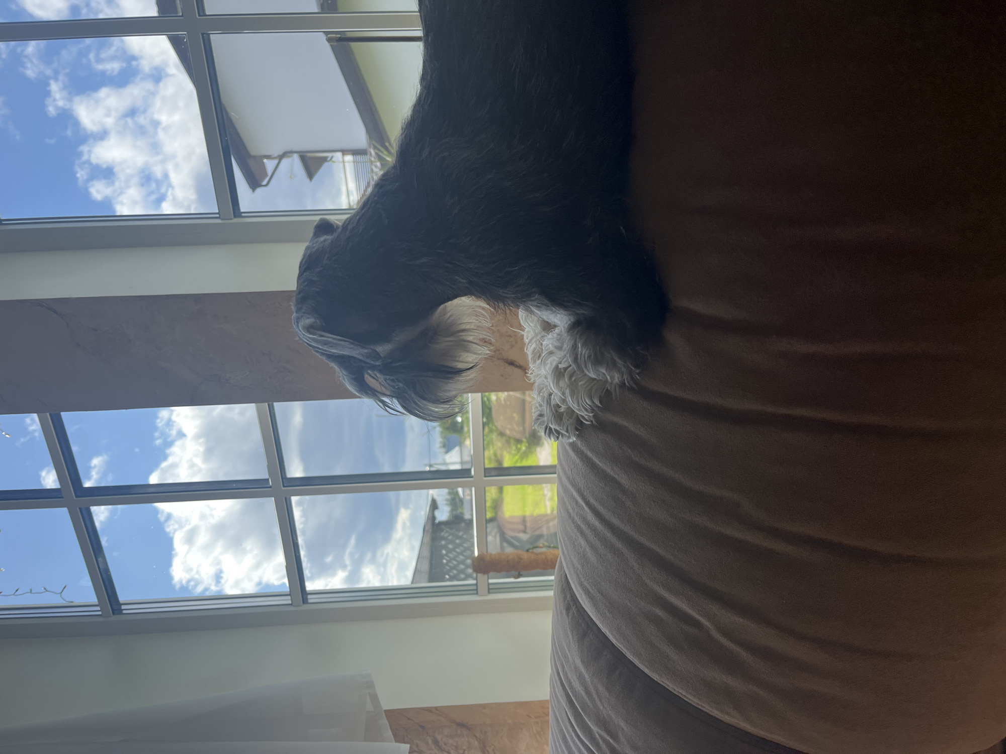 A black miniature schnauzer is lying on a brown couch, looking out a large window. The window is divided into a grid of nine panes, and through it, a bright blue sky with fluffy white clouds is visible. Outside, there are houses with brown roofs, green grass, and a few trees. The sun is shining, creating a bright, airy atmosphere. The dog appears to be relaxed and content as it observes the outside world. The location is specified as Vladimirovka, Russia.