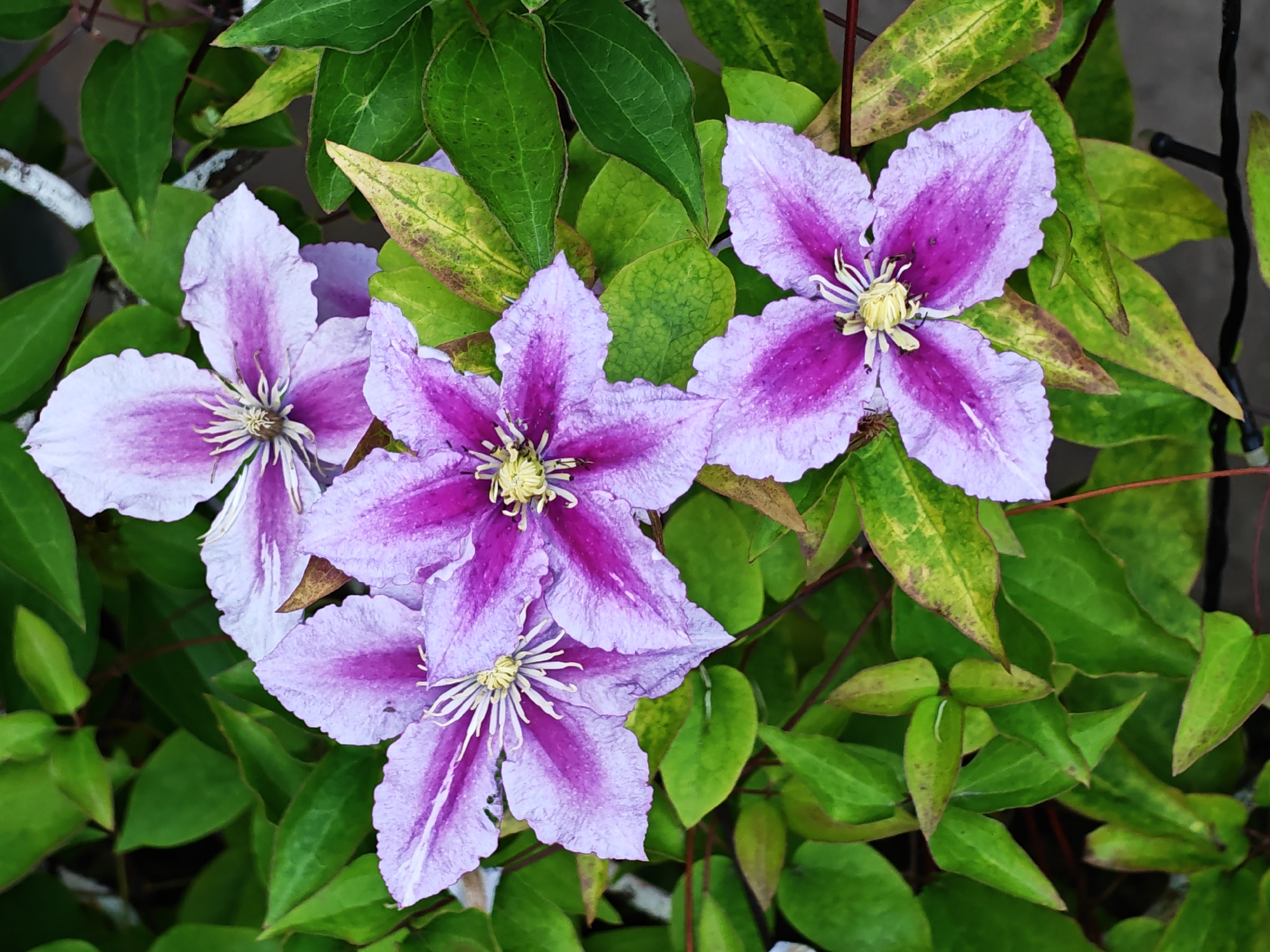 A close-up, top-down shot displays a cluster of five open clematis flowers in various stages of bloom, set against a backdrop of lush green foliage, some of which exhibits yellowing and brown spots. The flowers possess delicate, pointed petals with a gradient of color, transitioning from a pale lavender on the outer edges to a rich, deep fuchsia at their centers. At the heart of each bloom, a starburst of creamy yellow stamens adds a striking contrast. The stems and vines, along with a thin white vine, are visible throughout the frame. A black string of lights is partially visible in the upper right quadrant. This scene is likely located in the Валожынскі сельскі Савет, Belarus.