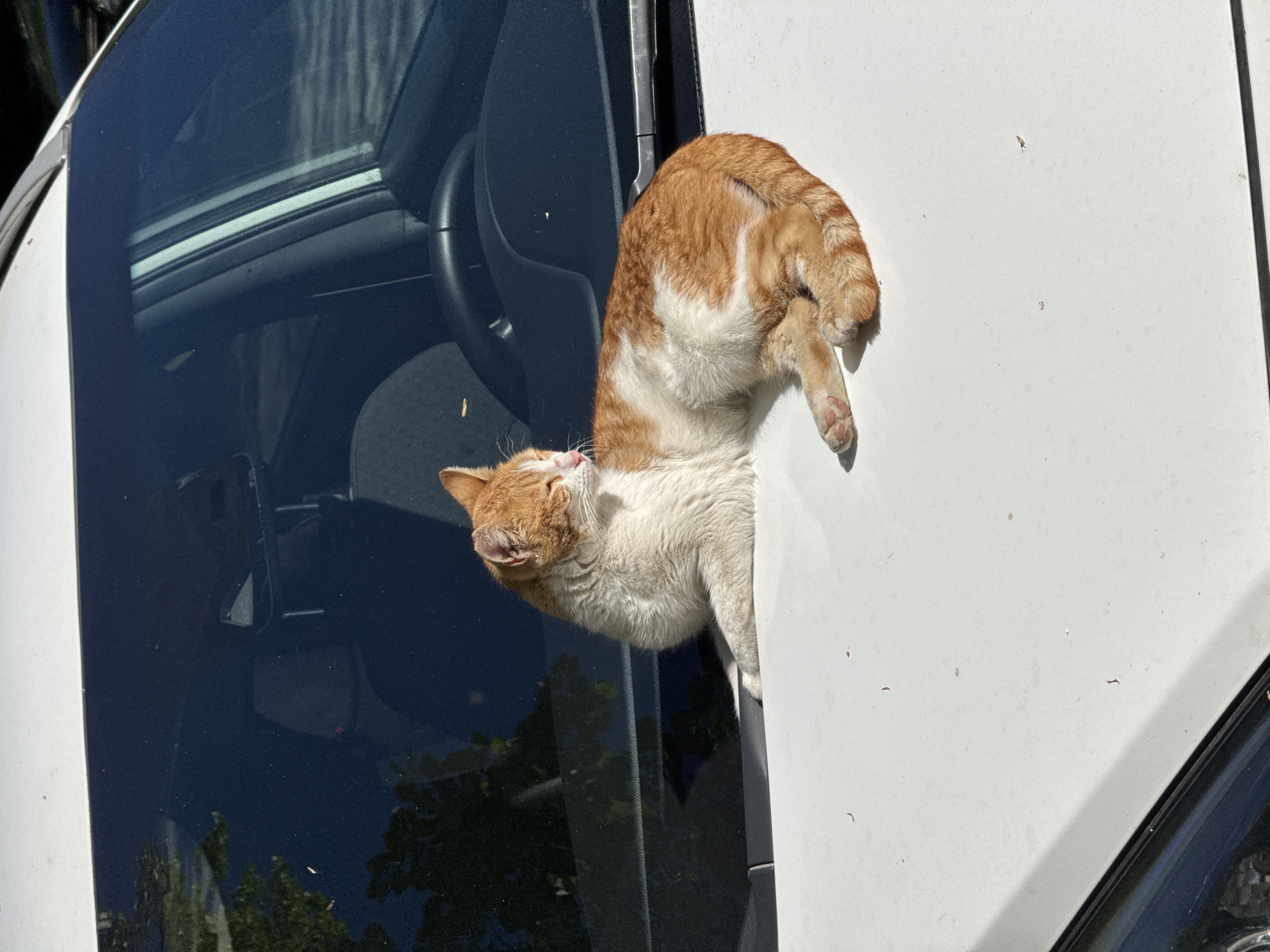 A medium shot shows an orange and white cat positioned in the open space of a white car window. The cat is partially inside the car, with its head near the front of the door and its hindquarters extending out. The car's window reflects the exterior environment, including greenery and potentially other vehicles. The interior of the car, including a steering wheel, is visible through the front windshield. The specific location within Plovdiv, Bulgaria, cannot be determined from this image alone.