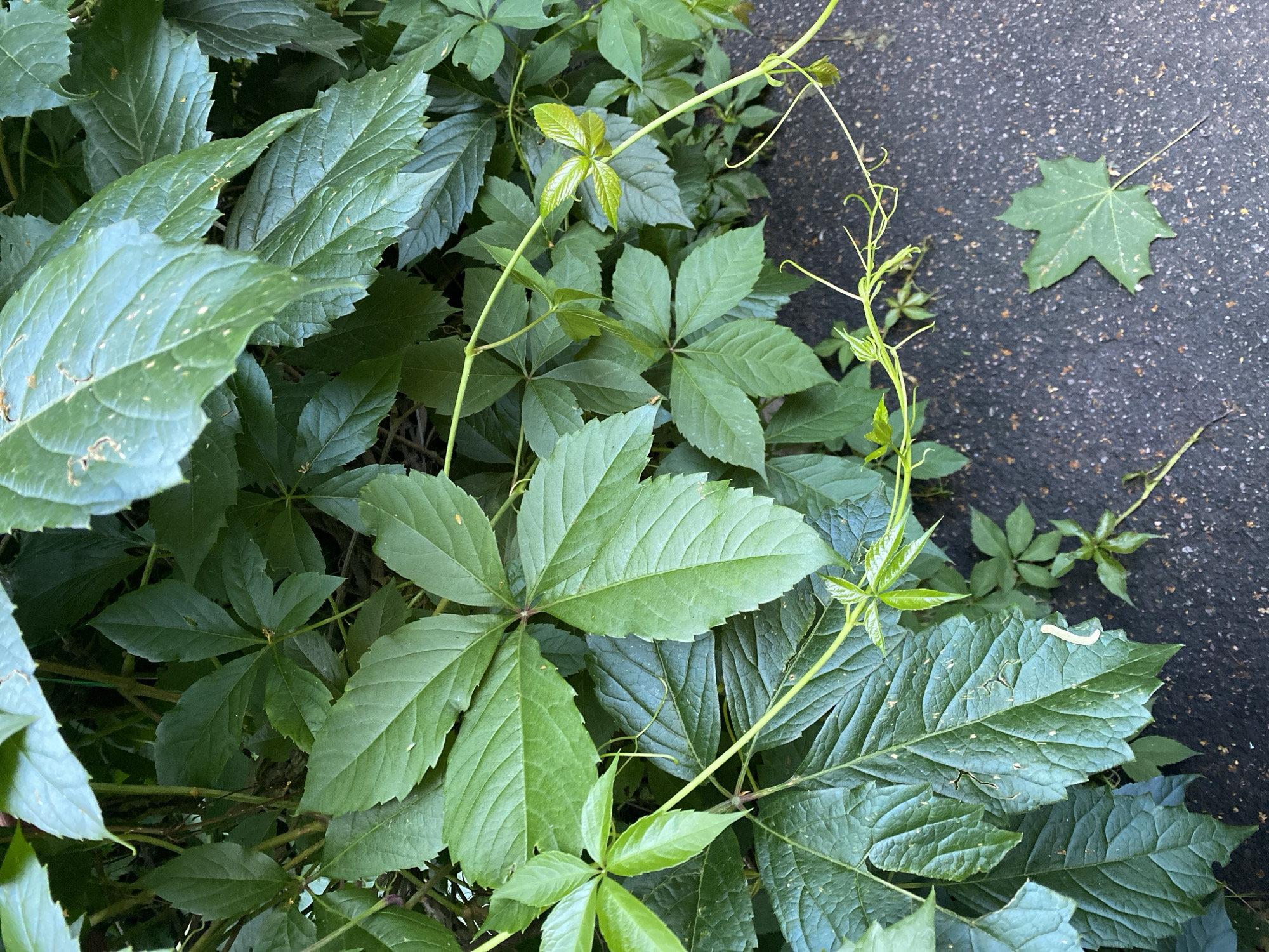 A close-up, overhead view shows a dense growth of lush green Virginia creeper vines. The leaves are a vibrant green, with some showing lighter, almost yellow-green new growth at the tips of the stems. The vines are growing over a dark, asphalt-like surface, possibly a path or driveway. A single, detached maple leaf, also green, lies on the dark surface to the upper right of the image. Thin, delicate tendrils of the Virginia creeper reach out and curl, attempting to find purchase on the surface. The image appears to be taken outdoors on a clear day, with natural light illuminating the scene. There is no visible text in the image. The context provided suggests this scene is located in Novaya Usman', Russia, but this cannot be visually confirmed from the image itself. The overall impression is one of natural growth encroaching on a man-made surface.