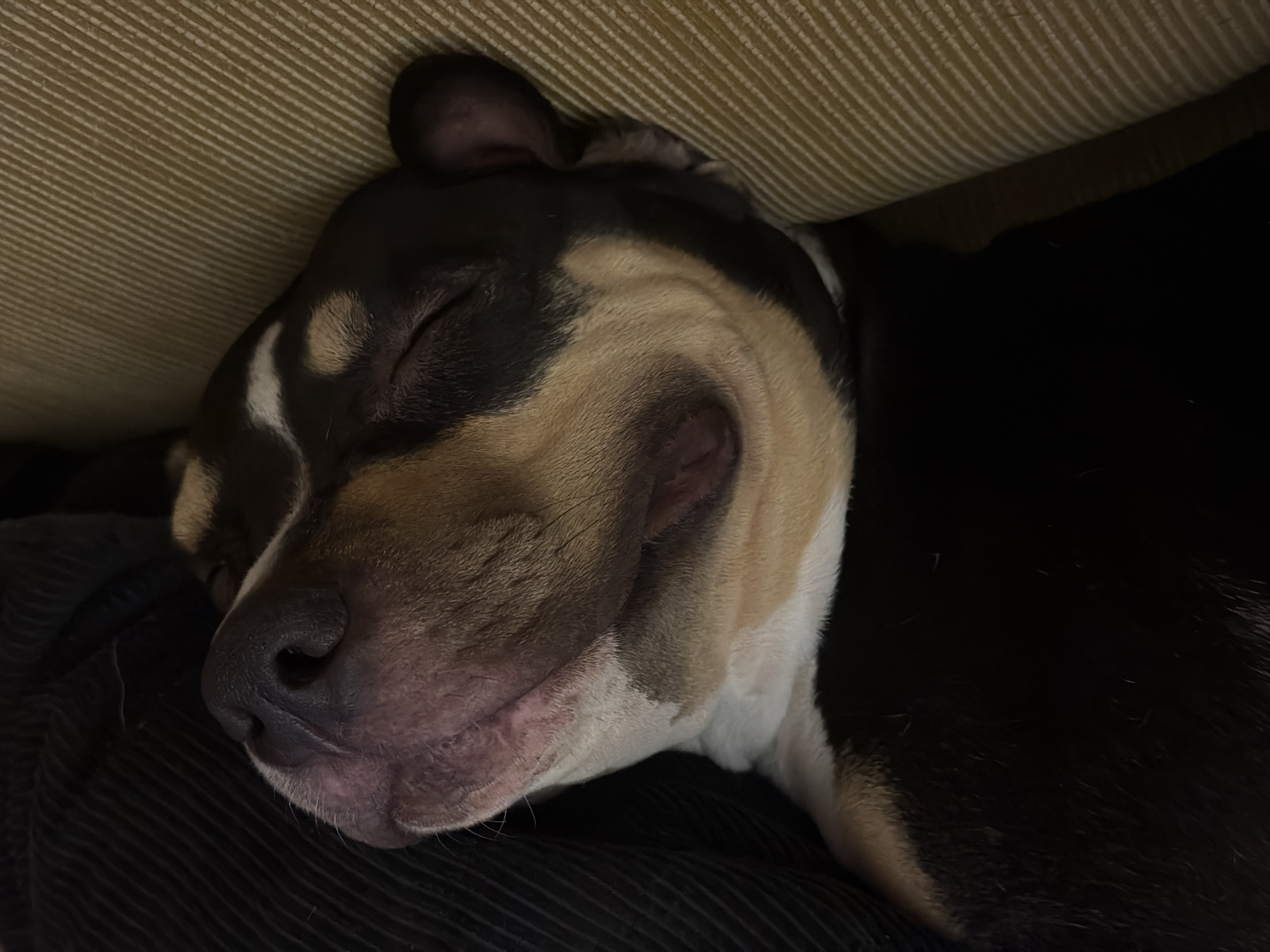 A close-up shot depicts a sleeping dog. The dog has a dark brown head with tan and white markings on its face and neck. The dog is lying on a black corduroy surface, possibly a piece of furniture. Above the dog is a textured, tan-colored surface, possibly a cushion or part of the furniture it is resting under. The dog's eyes are closed, and its muzzle is pressed against the dark surface. No people are visible in the image. The scene appears to be indoors. There is no information suggesting the location is in Tel-Aviv, Israel.