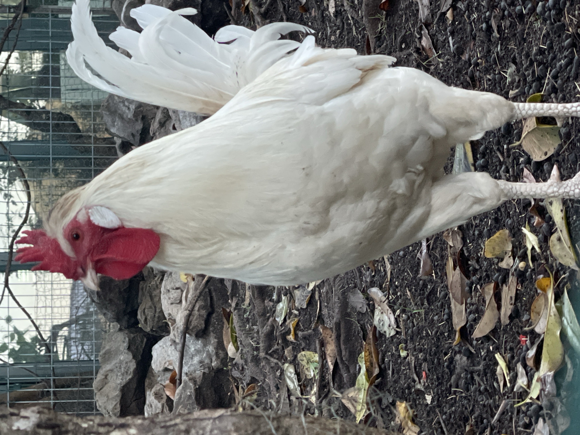 Here is a description of the image:
A white rooster stands in dirt and leaves, positioned near rocks and a wire fence. The rooster has a large red comb and wattle. Its white tail feathers are prominent. The setting suggests an outdoor environment, possibly a yard or enclosure.