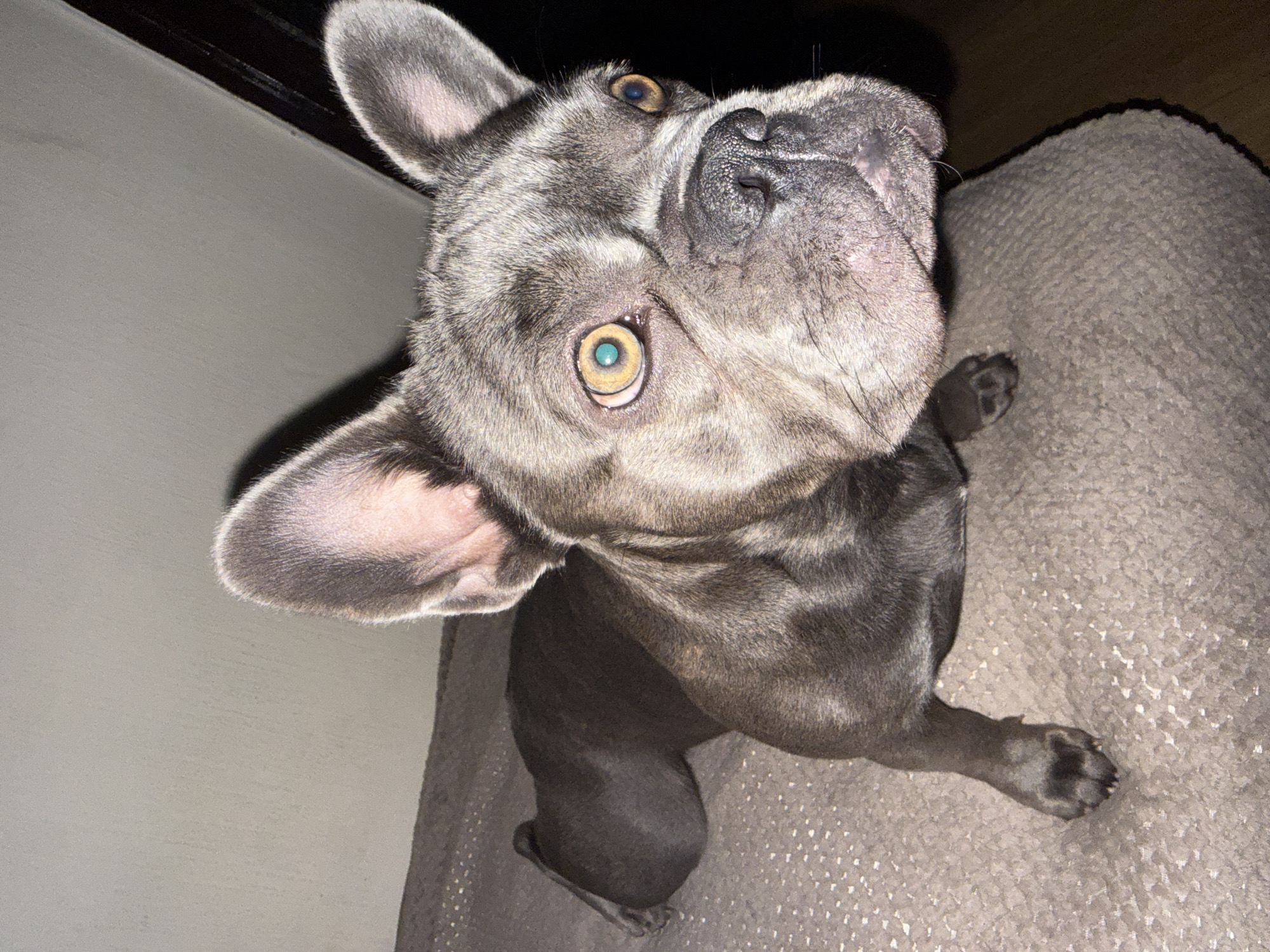 A gray French bulldog is looking up toward the camera with a curious expression. The dog is sitting on a textured gray fabric, possibly a couch or bed. The background includes a dark corner of a room and a light gray wall. The location in Sofia, Bulgaria is not discernible from the image.