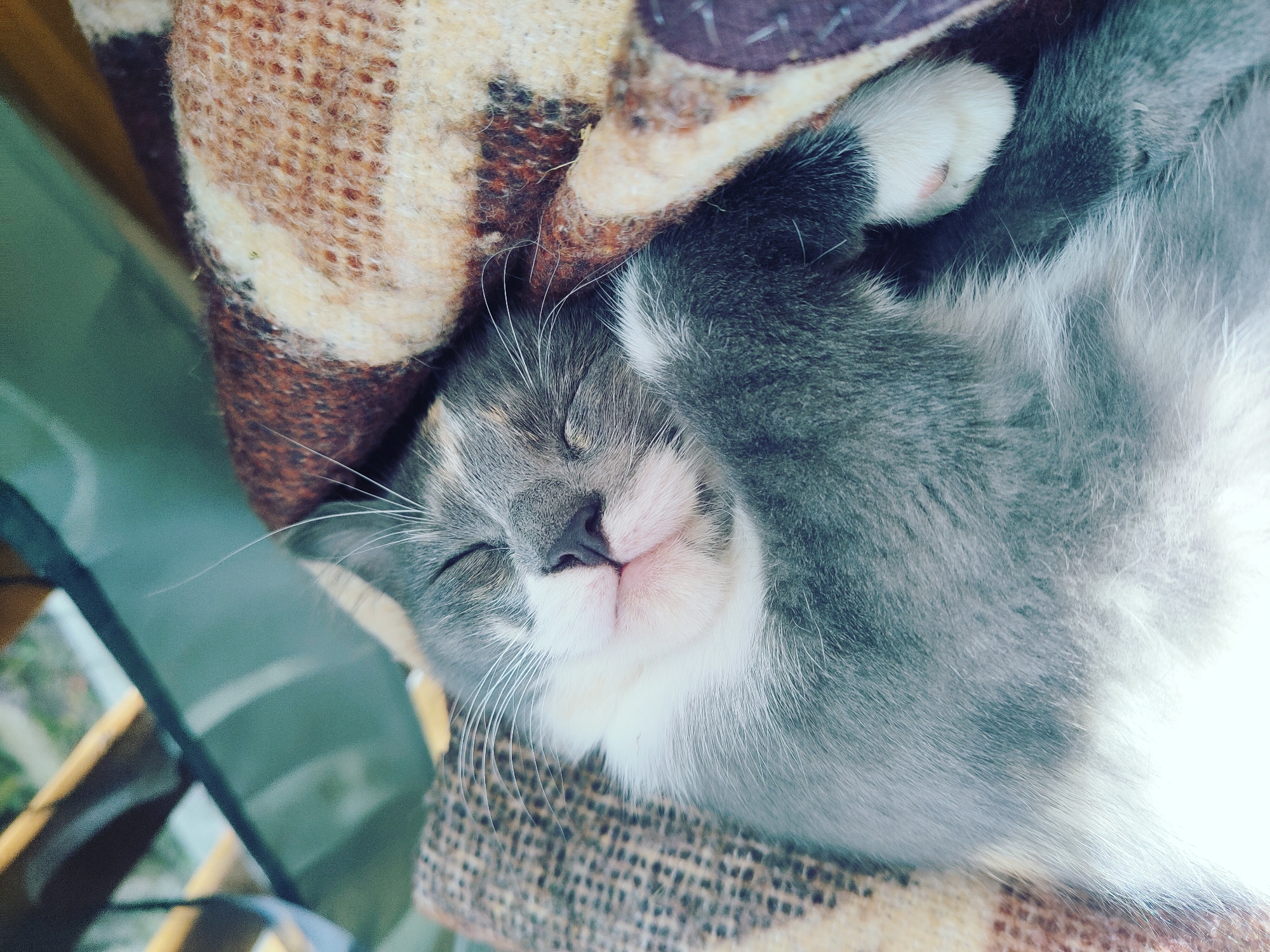 A grey and white cat is sleeping curled up on a plaid blanket. The cat is grey with white markings on its chest and paws, and it has its eyes closed with its head resting on the blanket. The blanket is a warm-toned plaid with brown, tan, and cream colors. The background is blurred, showing hints of what appears to be an outdoor setting with wooden elements and greenery. The image is a close-up, focusing on the sleeping cat. There is no discernible location in the city of Vilnius, Lithuania, or any other specific urban environment.