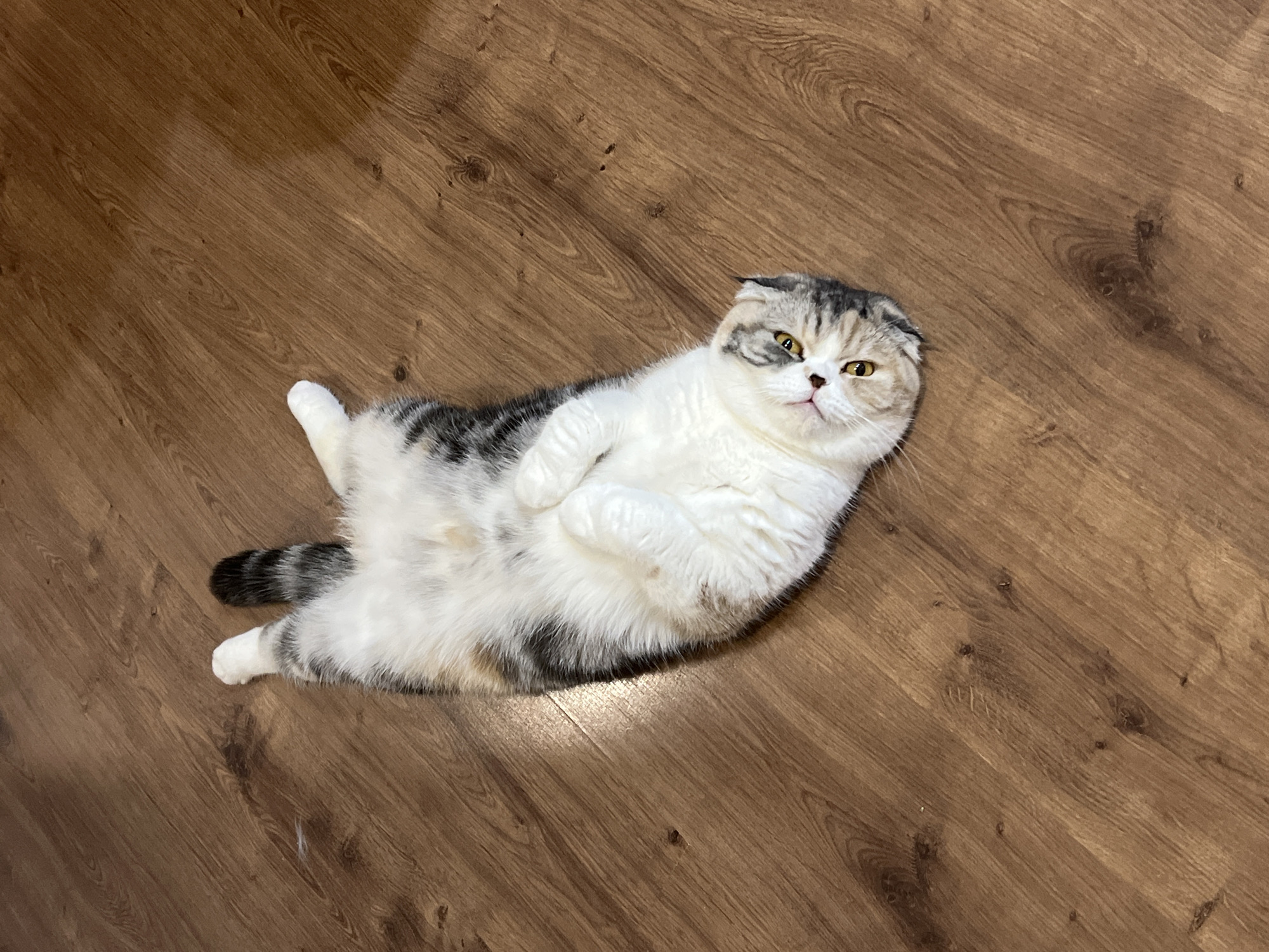 A Scottish Fold cat lies on its back on a wooden floor. The cat is predominantly white with patches of grey and brown tabby markings on its head, back, and tail. Its ears are folded, and its yellow eyes are open, looking towards the viewer. The cat's paws are curled inwards towards its belly. The wooden floor has a visible grain pattern. The image appears to have been taken indoors, possibly in a home environment. There is no visible indication of the cat's location within Noviy, Russia, as the image only shows the cat and the floor.
