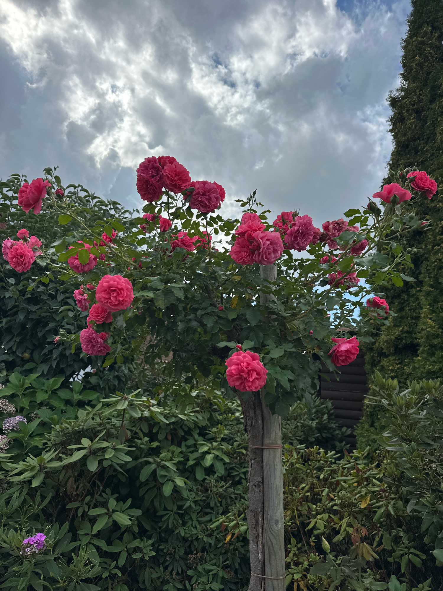 This is a medium-angle, eye-level, full shot of a rose bush in bloom, with a cloudy sky overhead. The rose bush is prominent in the center and right of the frame, with clusters of vibrant pink roses cascading from its branches. The roses vary in size and fullness, with some appearing as tightly formed buds and others as fully opened blooms. The leaves of the rose bush are a deep green, providing a lush backdrop to the flowers.
To the left and in the foreground, there are other green plants and foliage, including some smaller, purple flowers. A rough-hewn wooden post, tied with twine or rope, supports the rose bush in the center of the image. In the background, a dark green evergreen tree or hedge rises on the right side of the frame. Behind the foliage and to the left, a portion of a rustic wooden structure, possibly a shed or part of a building, is visible. The sky is filled with dramatic, gray clouds, suggesting an overcast or approaching weather event.
The scene appears to be a garden or outdoor residential setting within the Samtgemeinde Thedinghausen, Germany, given the information provided. There are no people or animals visible in the image. The lighting is diffused due to the cloud cover, creating soft shadows.