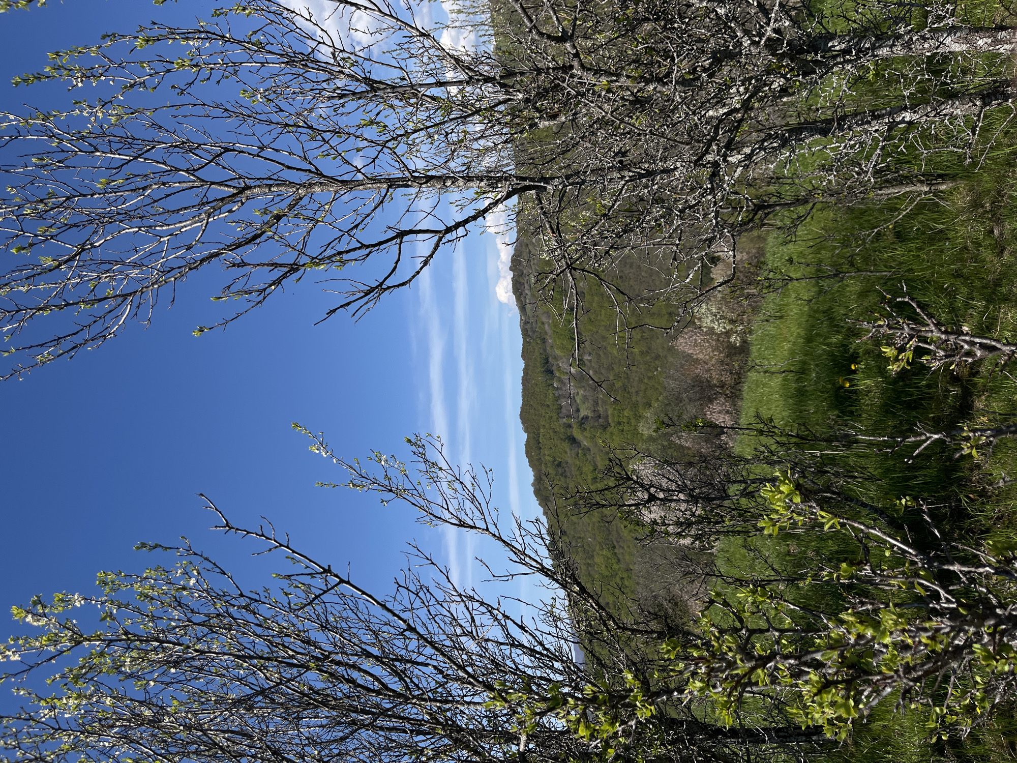 The image shows a landscape in Turyan, Bulgaria. In the foreground are leafless or sparsely leaved tree branches silhouetted against a clear blue sky with light cirrus clouds. Beyond the trees is a gently sloping hill covered in green grass and trees. The perspective is unusual, with the horizon appearing vertical.