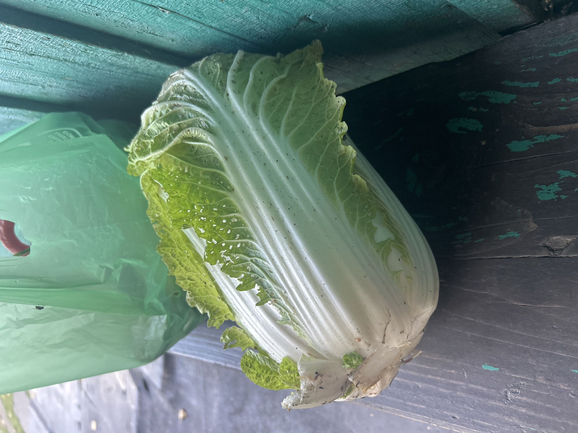 A close-up, low-angle shot shows a Chinese cabbage resting on a dark wooden surface. The cabbage is positioned diagonally, with its leafy green top pointing towards the upper left and its white stem end towards the lower left. The leaves are slightly crinkled and show some signs of weathering, with small holes and speckles. Behind the cabbage, to the left, is a crumpled green plastic bag, partially obscuring the background. To the right of the cabbage, and slightly behind it, is a weathered, teal-painted wooden structure, likely part of a bench or fence, with peeling paint. The lighting is natural, casting a shadow to the right of the cabbage. The overall impression is one of an outdoor setting, possibly a park or a backyard. There are no visible people or animals. The image does not provide enough context to determine its location in Novokuznetsk, Russia.