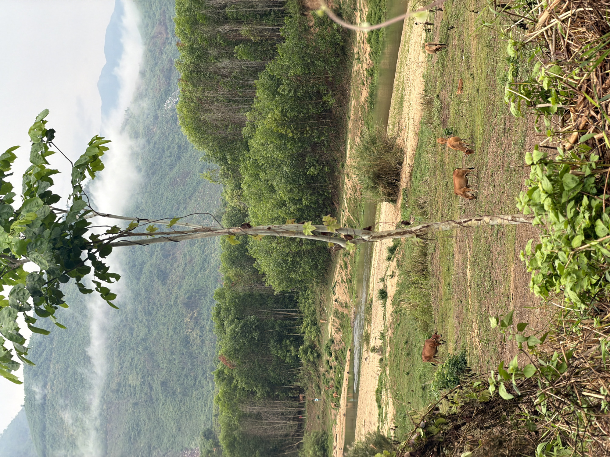 The image shows a landscape in Khanh Vinh, Vietnam. A narrow river flows through a valley. Several brown cows are grazing on the grassy riverbank. Dense green forests cover the valley slopes. Mist and clouds partially obscure the mountains in the background. A tree with green leaves is visible in the foreground, partially obscuring the view.
