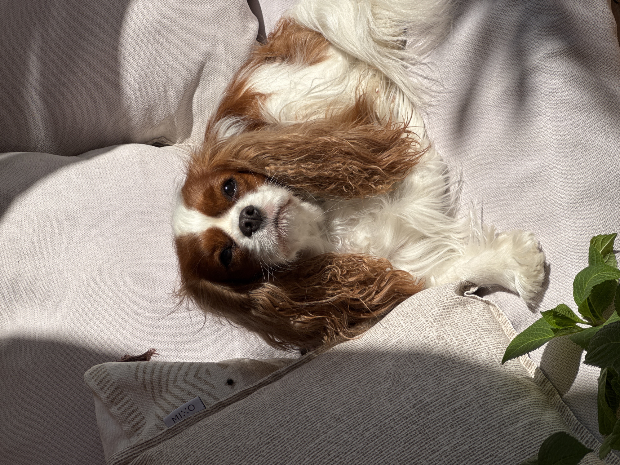 A Cavalier King Charles Spaniel with blenheim (brown and white) fur is the central subject, lying on its back on light-colored fabric cushions. The dog's head is tilted towards the viewer, with dark, expressive eyes. Its fur is soft and wavy, particularly around its long ears.
The scene takes place indoors or on a shaded outdoor area, illuminated by strong natural light that casts distinct shadows across the cushions. These shadows create geometric patterns, suggesting light filtering through a window or slatted covering. Part of the dog's body is also in shadow, while its face is brighter.
The dog appears relaxed and comfortable, resting on what seems to be a sofa or bed. To the right, green leaves from a plant are visible, partially in shadow. In the foreground, a cushion with a subtly patterned fabric and a small tag reading "MI::O" is present. The overall ambiance is calm and serene, with the dog looking directly at the camera in a seemingly content pose. The bright, directional light suggests it is likely morning or late afternoon.