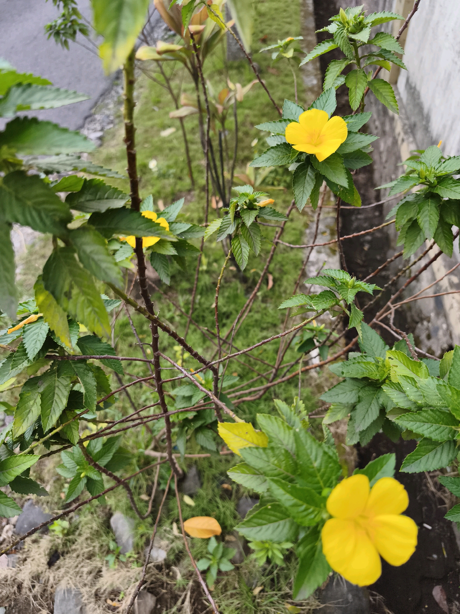 A close-up, eye-level, slightly high-angle shot captures yellow flowers and green foliage in Kaligondo, Indonesia. The flowers, some in full bloom and others as buds, are a vibrant yellow, with five petals each. The leaves are a deep green, serrated along the edges, and exhibit a slightly glossy texture. The background consists of dry grass, rocks, and a concrete wall, suggesting an outdoor environment, possibly a garden or roadside area. The lighting is natural and diffused, indicating an overcast day or shaded location. No people are visible in the image, and no specific actions or interactions are depicted.