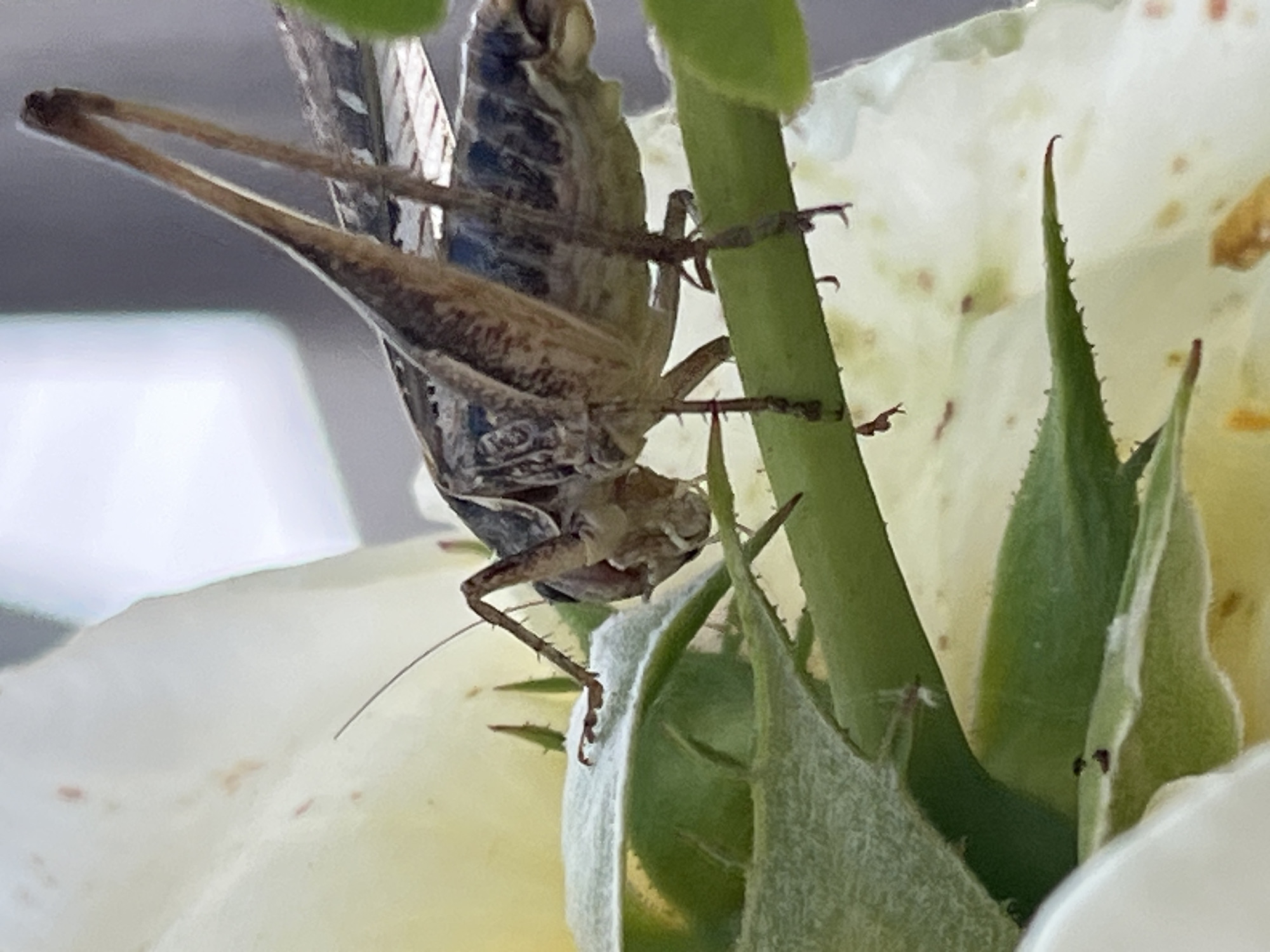 A close-up, vertical, outdoor photograph shows a large grasshopper perched on a green stem that is part of a plant with white petals and green leaves. The grasshopper is brown and gray with visible legs and antennae. It is positioned in the middle of the frame, facing left and slightly down. The background is blurred, showing a lighter gray area at the top and a pale yellow and white area on the left. The image appears to be taken in Krasnyye Barrikady, Russia, within a natural setting.