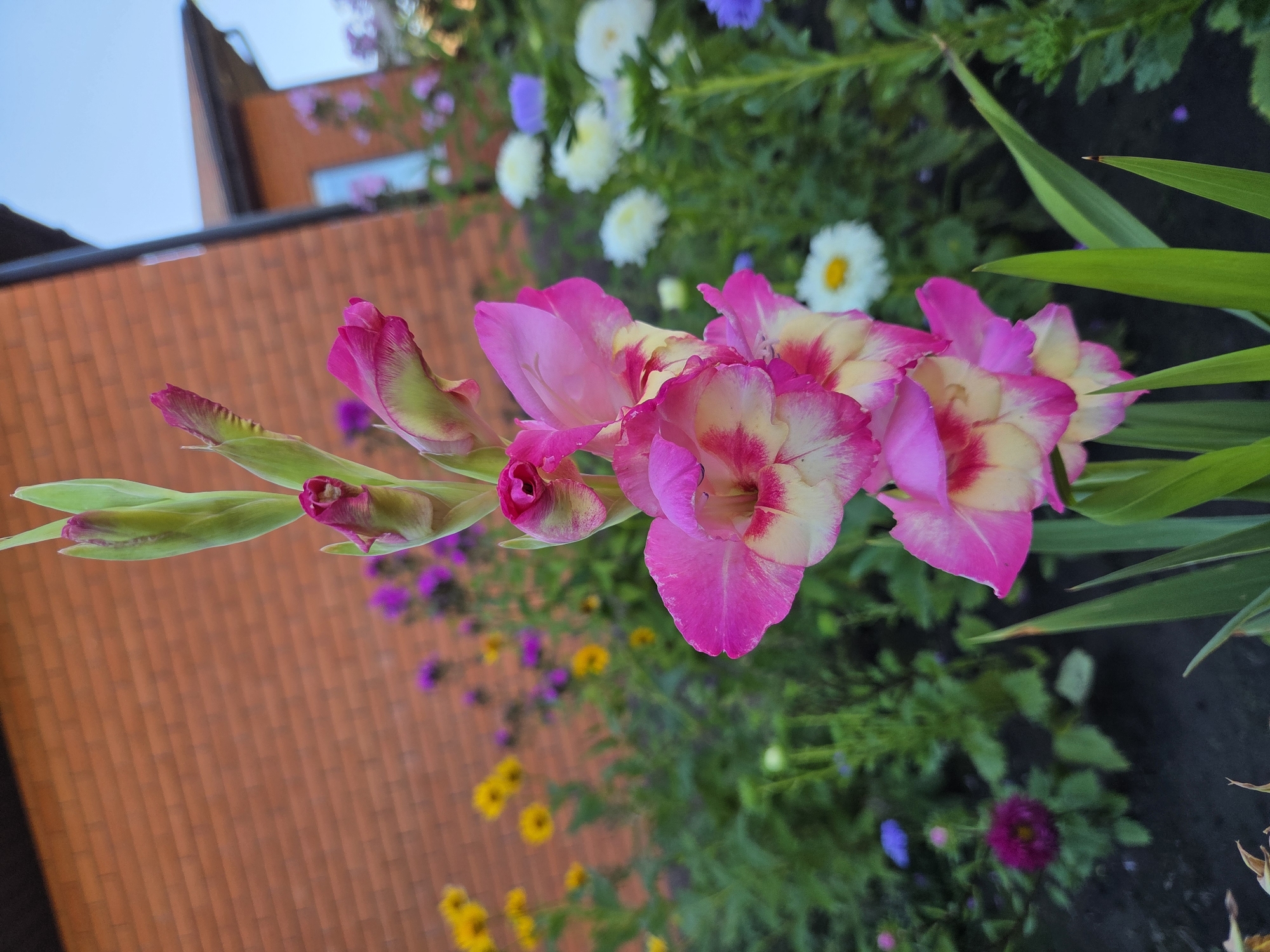 A vertical, close-up shot captures a pink and yellow gladiolus flower in bloom, its petals unfurling against a backdrop of a brick building and a garden. The flower stalk rises from the lower left of the frame, with several buds visible at the top, transitioning into fully opened blossoms further down. The gladiolus has delicate pink edges that deepen to a vibrant fuchsia in the center, with streaks of creamy yellow and white in its throat. In the background, out of focus, is a garden filled with a variety of flowers in shades of yellow, purple, white, and smaller pink blooms, suggesting a summer or early autumn setting. To the left of the gladiolus, a red brick building is visible, its textured surface providing a warm contrast to the cool blue sky peeking through at the top right. The overall scene depicts a well-maintained garden area, likely in a residential or public space in Ulyanovsk, Russia, during daylight hours. There are no people or animals present in the image.