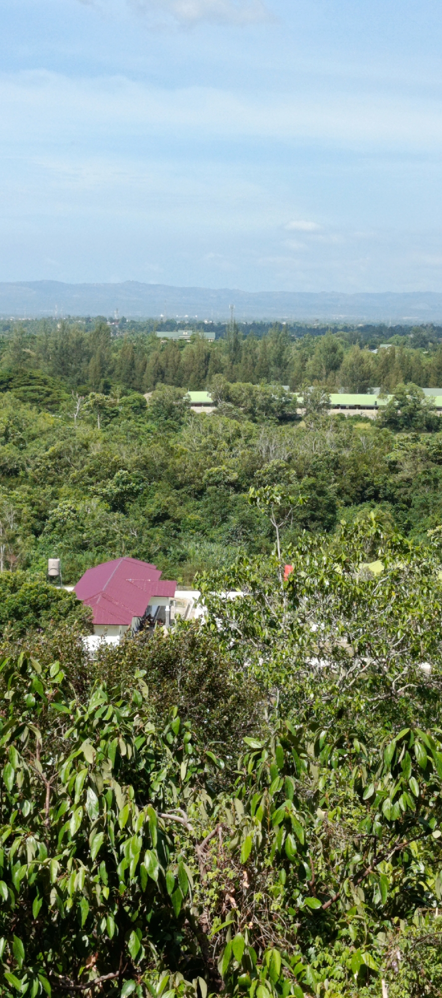 The image depicts an aerial view of a lush, green landscape in Leuue, Indonesia, with a few man-made structures visible. In the foreground, dense foliage with broad, green leaves dominates the frame, obscuring the lower part of the scene. Partially visible through this foliage is a white building with a prominent, dark red, pitched roof. Further in the distance, beyond a thick expanse of trees and vegetation, are several buildings with green roofs, possibly part of a larger complex or institution. The middle ground is a sea of green, with various types of trees and shrubs creating a textured canopy. In the background, a hazy range of hills or mountains stretches across the horizon under a light blue sky with scattered white clouds. The overall impression is one of a natural, verdant environment interspersed with signs of human development.
