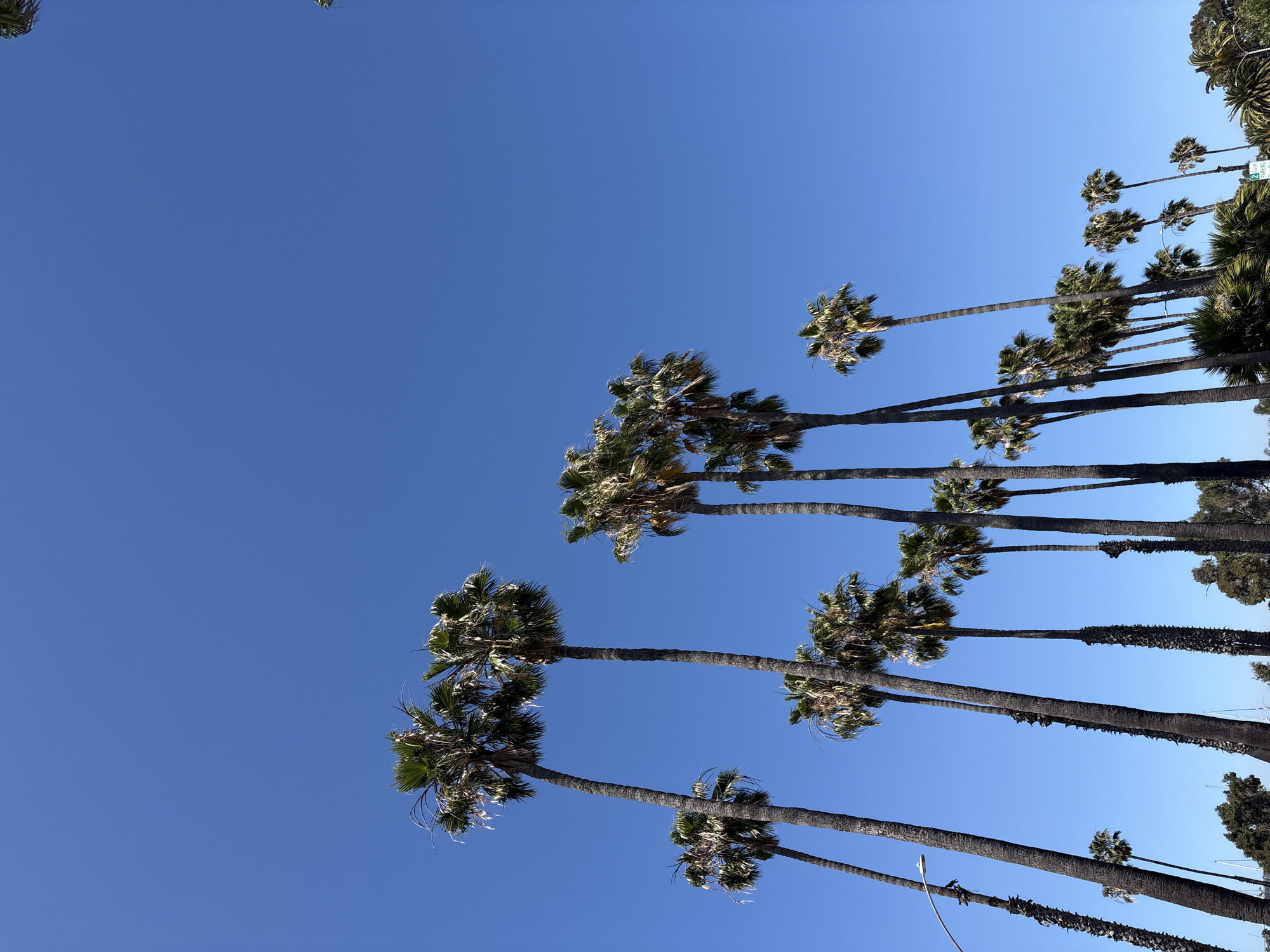 The image is a low-angle shot of palm trees against a clear, bright blue sky in Long Beach, United States of America. The palm trees are lined up in a row. The trunks of the trees are gray and textured, and the fronds are green. The trees vary in height and size. The scene is well-lit with no visible people or interactions.