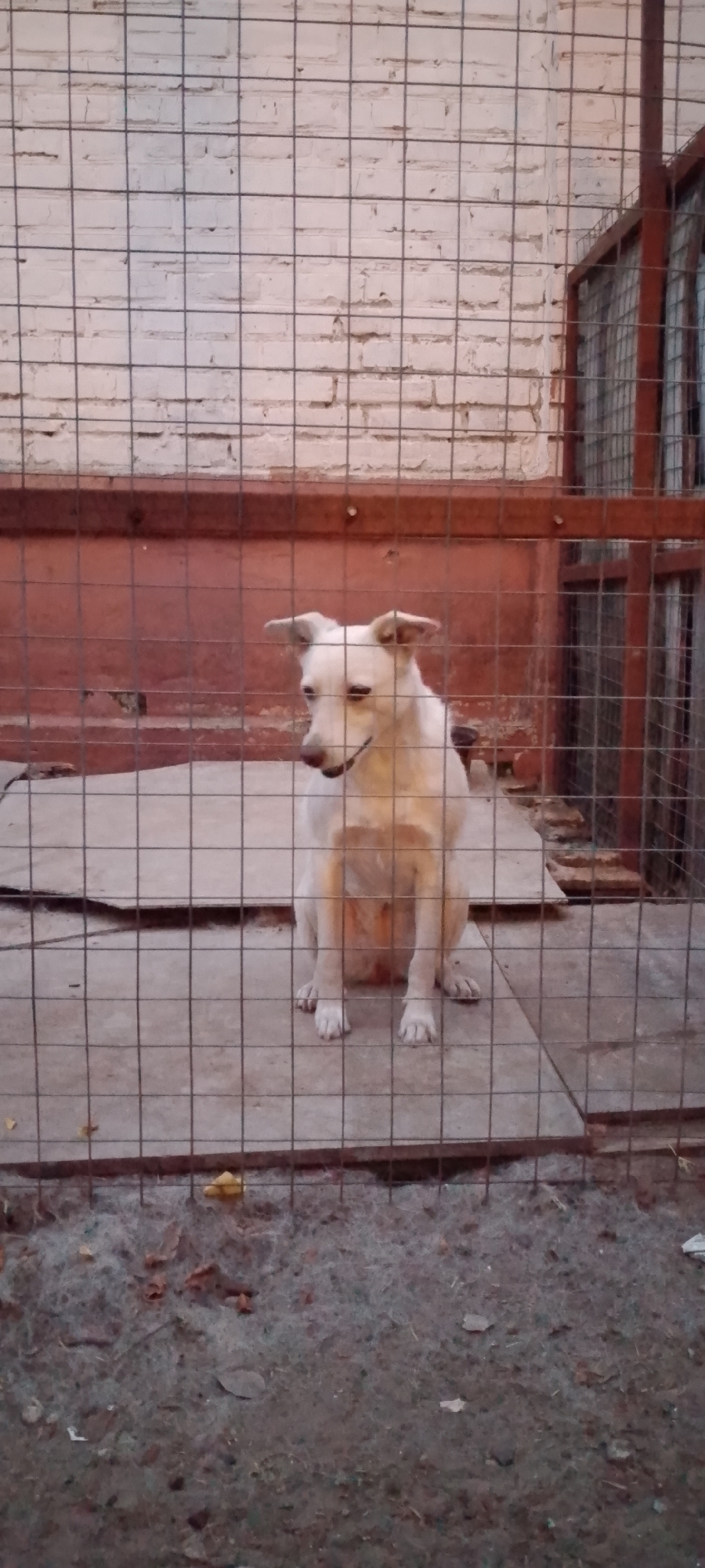 A medium-sized, white-furred dog with pointed ears is sitting inside a wire enclosure. The dog is facing slightly to the left and appears to be looking down. The enclosure has a concrete floor covered with some debris, and a wooden platform raised slightly from the ground. The background consists of a white brick wall and a reddish-brown structure with a metal cage. The scene appears to be outdoors, possibly in a yard or an animal shelter. The location is identified as Belgorod, Russia.