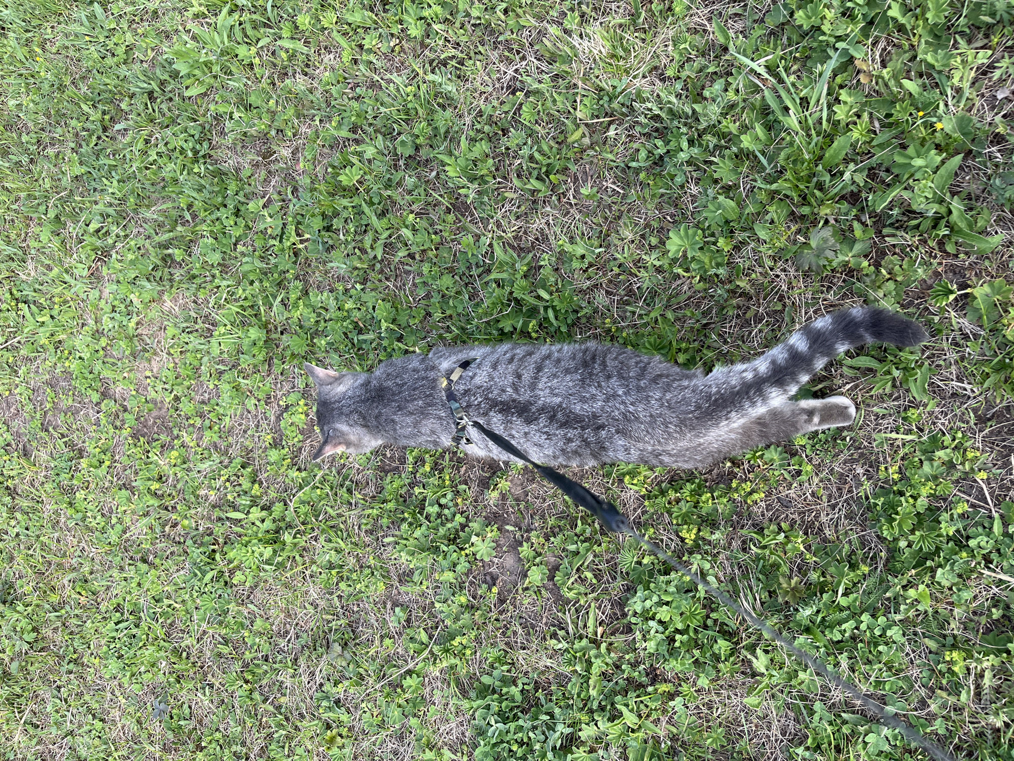 A gray tabby cat with a black harness and leash lies on its side on a lawn covered in green grass and weeds. The location is not identified as Nizhny Tagil, Russia.