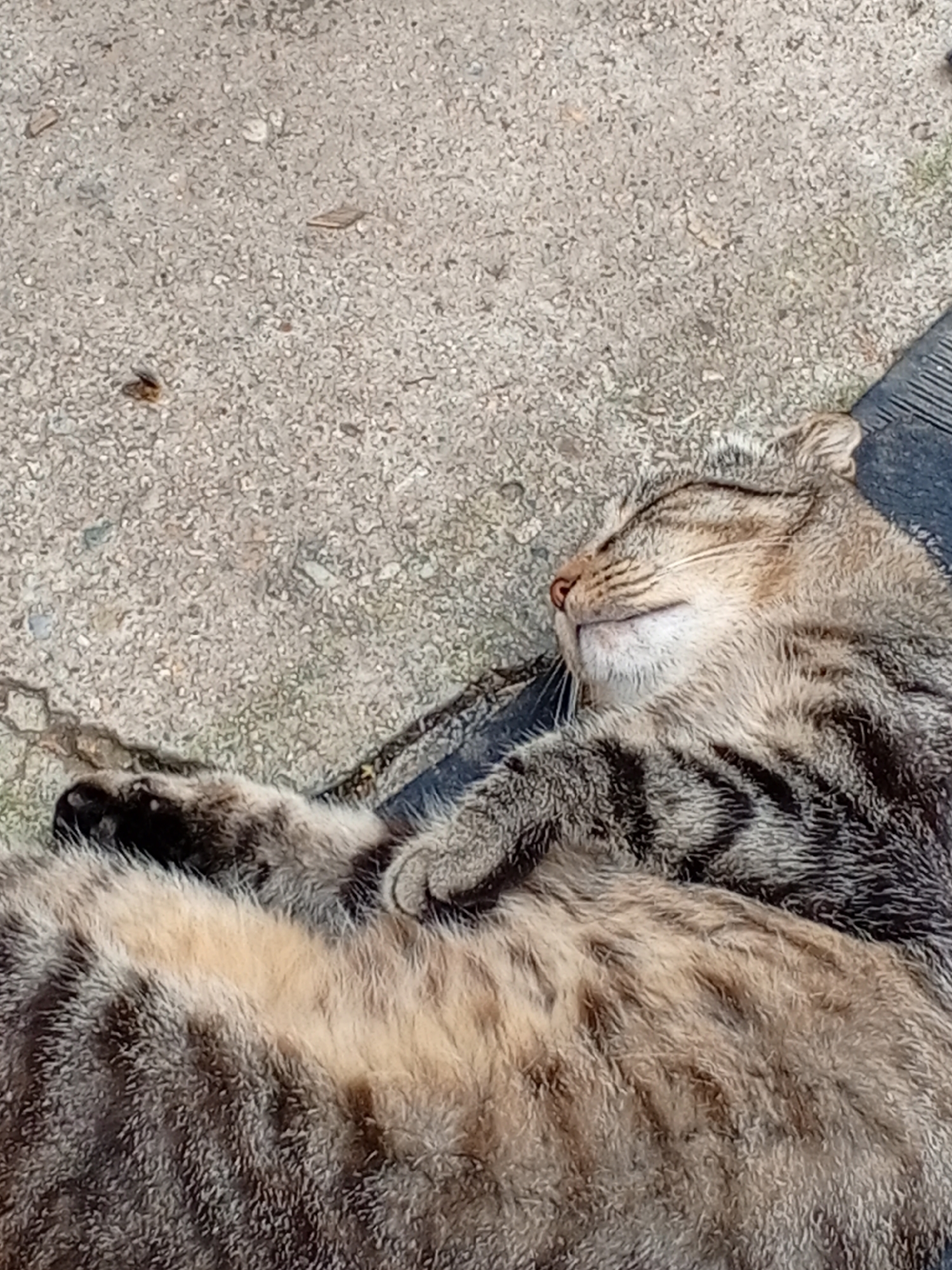 A tabby cat is sleeping on its back on a gray, speckled surface. The cat's eyes are closed, and its mouth is slightly open. Its fur is a mix of brown, black, and gray stripes. The cat is positioned on what appears to be a piece of dark, textured material, possibly rubber, which is partially visible on the right side of the image. The background is a rough, outdoor surface with small pebbles and debris.