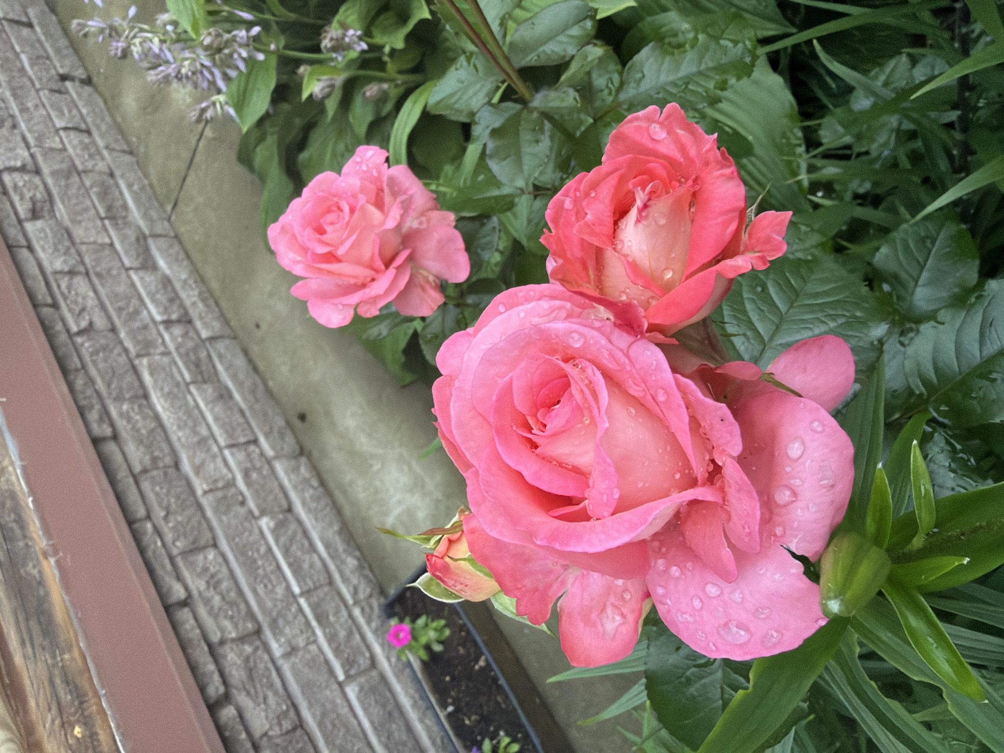 This close-up shot captures a cluster of vibrant pink roses, adorned with glistening water droplets, suggesting a recent rain shower or dew. The roses are in various stages of bloom, with one large, fully opened bloom dominating the foreground, its petals layered and soft. To its left and slightly behind, two other roses are visible, one fully open and another slightly more bud-like. The background is a lush tapestry of green foliage, characteristic of a garden setting.
In the lower left quadrant of the image, a textured brick pathway runs diagonally, its grey tones contrasting with the softness of the roses. A dark planter box is visible along the edge of the pathway, containing a single, small, bright pink flower. Above the roses, delicate purple flowers with slender stems add a touch of subtle color. The overall lighting suggests it is daytime, with the diffused light indicating perhaps an overcast sky or shaded area. The presence of water on the petals and leaves implies damp weather conditions. The setting appears to be an outdoor garden or yard in Chaikovsky, Russia. There is no visible text in the image.