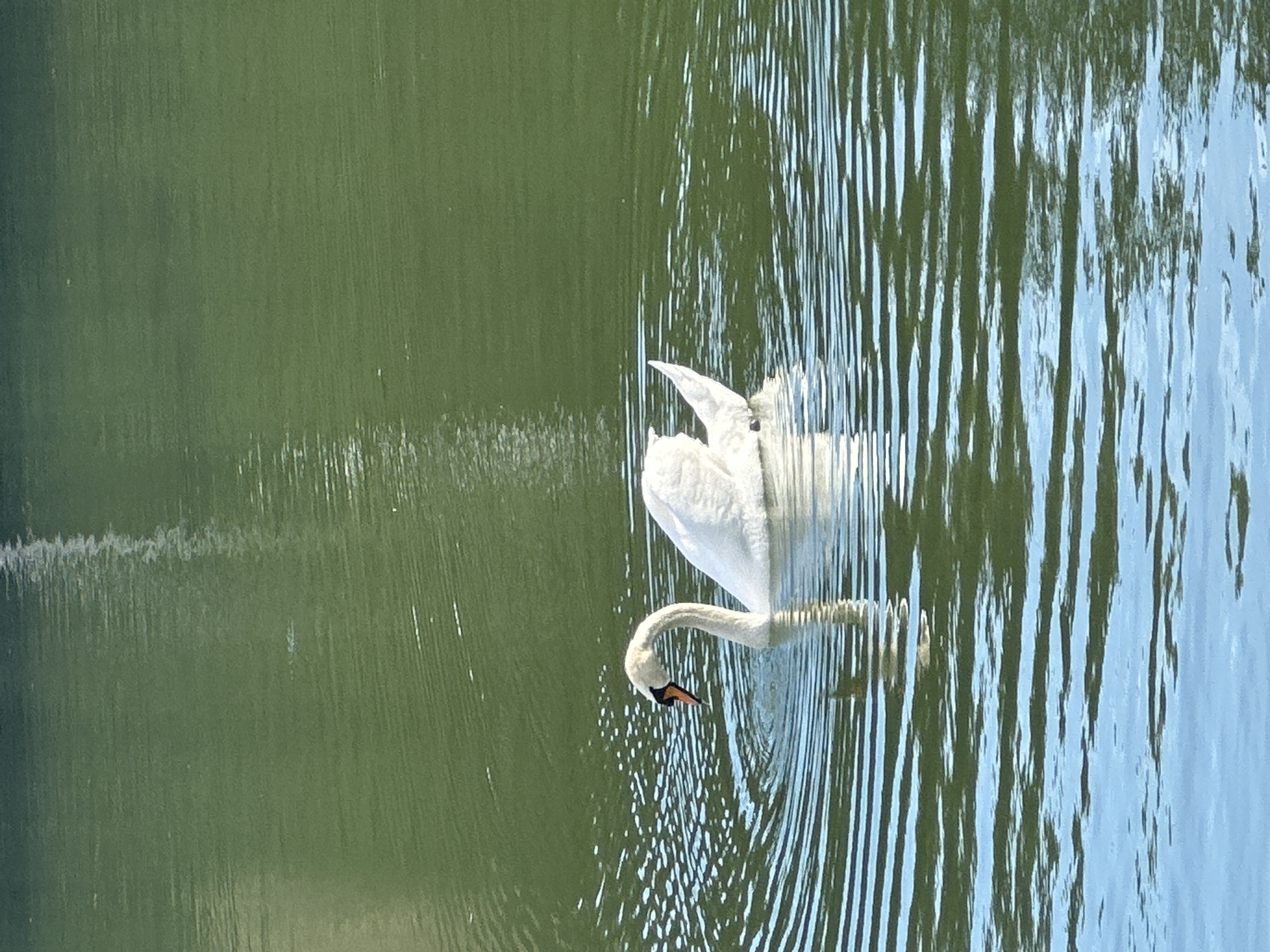 A white swan swims in a body of green water. The swan is in the middle left of the frame, facing left with its head down, as if it is feeding. The water has ripples emanating from the swan. The background is a blurred expanse of green water.