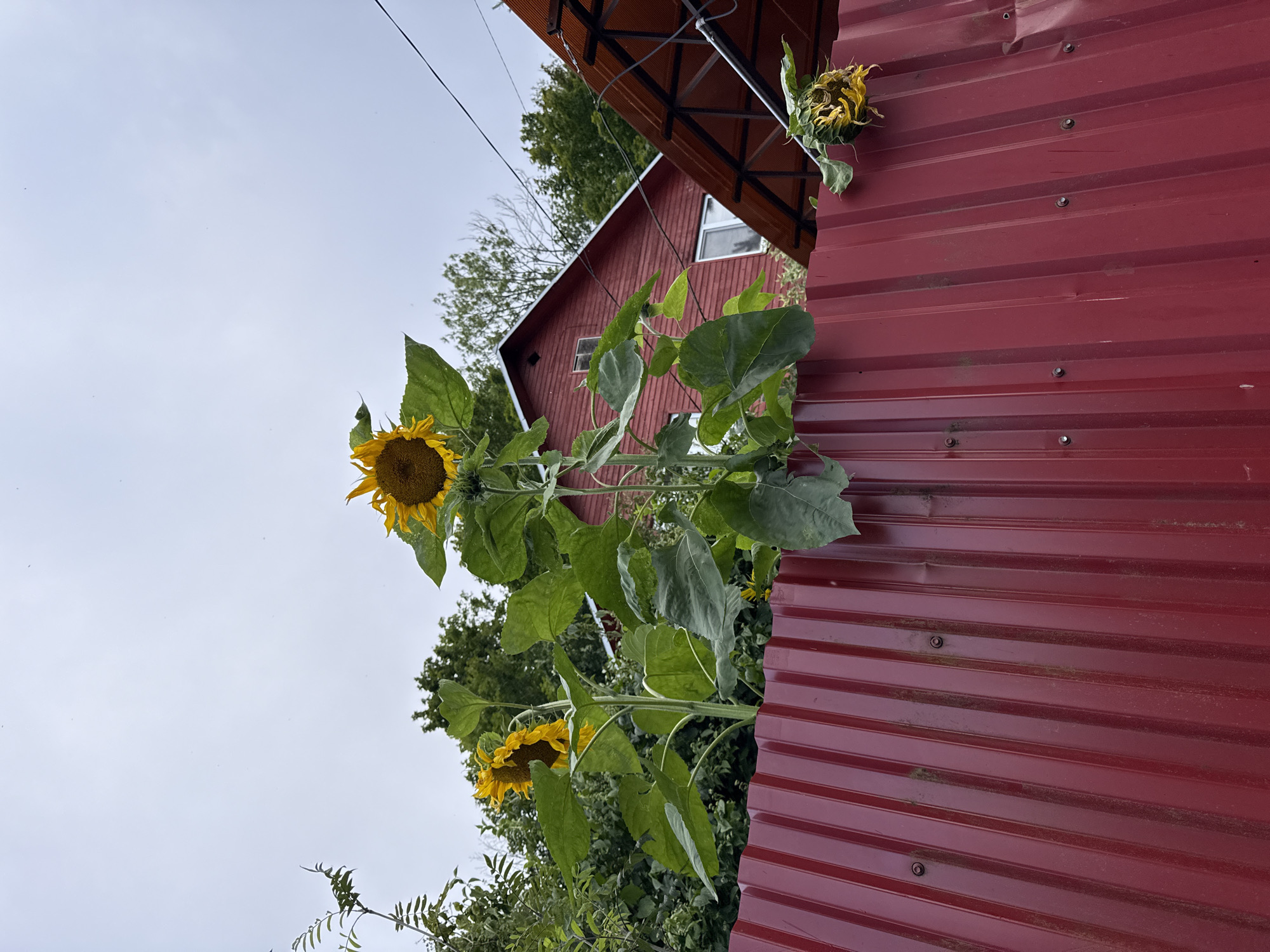 The image captures a view from a street in Krasnoye Selo, Russia, looking towards a red corrugated metal fence in the foreground. Behind the fence, several tall sunflowers with large green leaves are growing, with their yellow heads facing upwards. One sunflower is particularly prominent in the center of the frame, with another to its left. A third sunflower, appearing wilted, hangs over the fence on the right side. In the background, a red wooden house with white-trimmed windows and a dark roof is visible, surrounded by lush green trees under a cloudy sky. The overall impression is a rustic, garden-like setting.