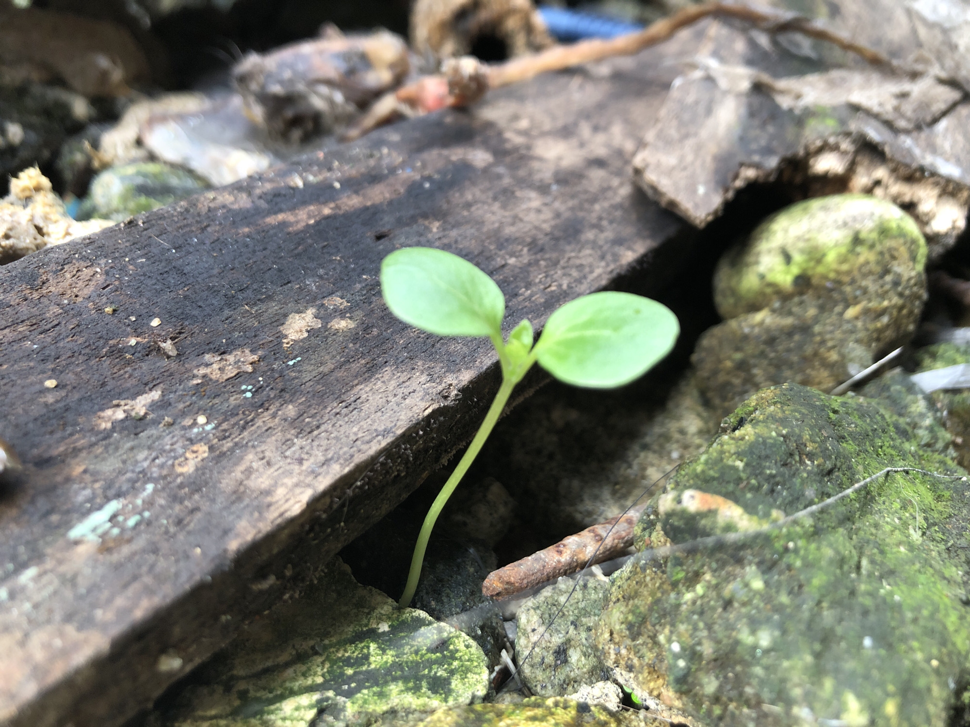 A close-up, low-angle shot focuses on a small green seedling emerging from the ground. The seedling has two delicate, light green leaves and a thin, pale green stem. It is positioned between a weathered, dark wooden plank and rough, moss-covered rocks. A rusty metal rod is visible behind the seedling, partially submerged in the gritty soil and small stones. The background is blurred, but suggests a natural, possibly urban outdoor environment. The scene appears to be located in Sei Mencirim, Indonesia.