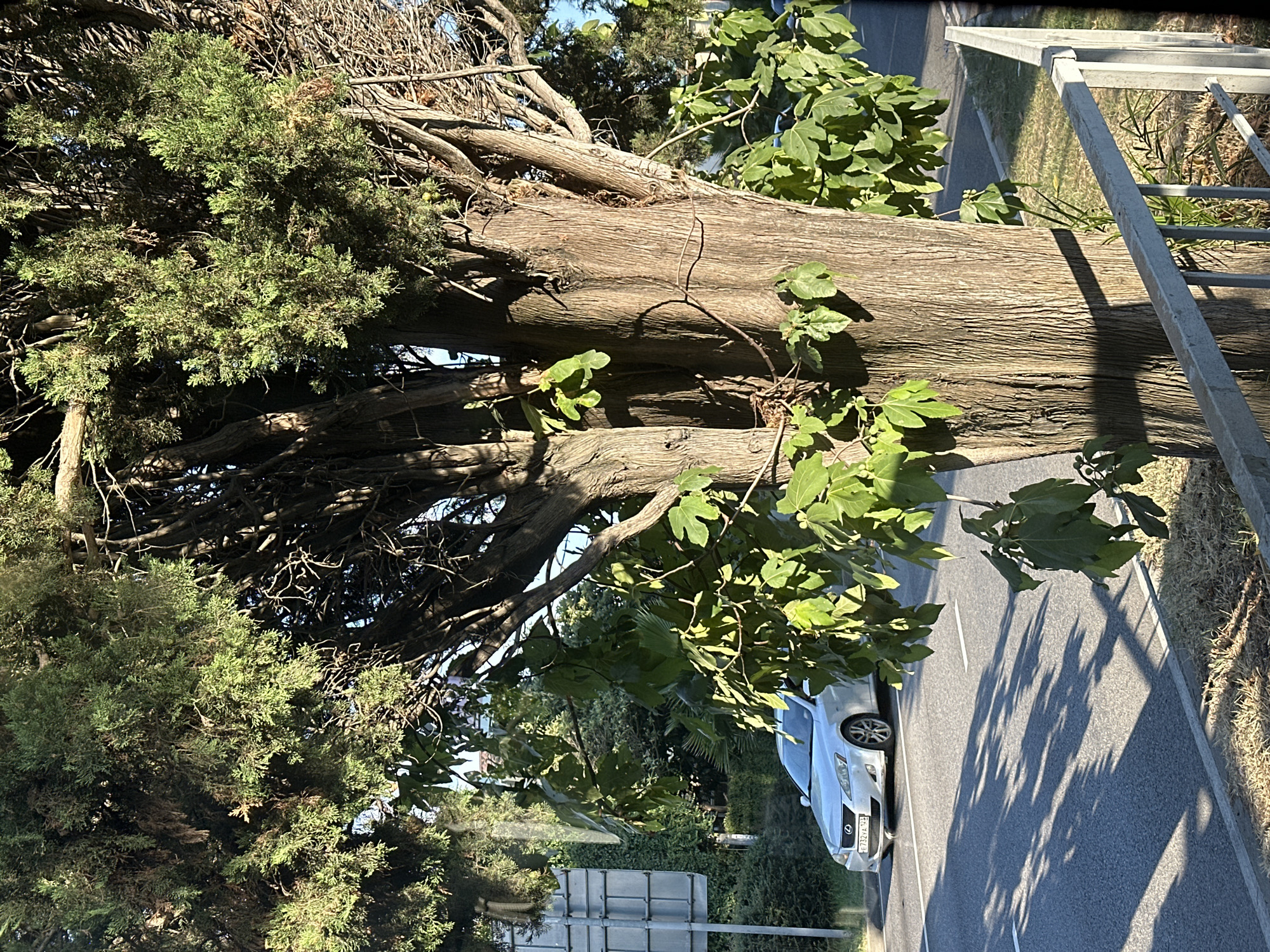 The image depicts a sunlit street scene in Sochi, Russia. A large tree with a rough, textured trunk and green foliage dominates the foreground, casting shadows on the asphalt road. A silver sedan is parked on the side of the road, partially visible behind the tree's branches and leaves. The car has a license plate starting with "E 732". A metal railing runs along the edge of the sidewalk, separating it from the road. In the background, there are other trees and greenery, as well as a lamppost or street sign. The sky is clear and blue.