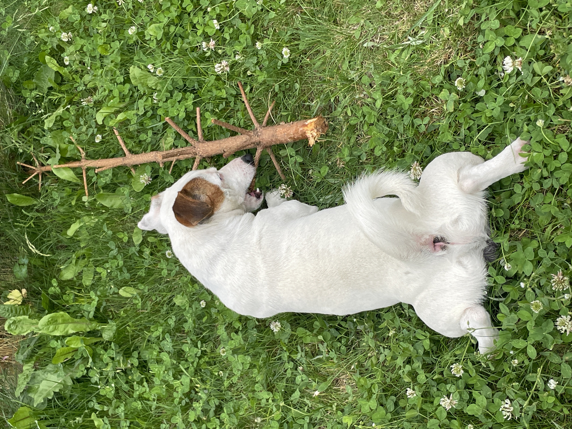 A white dog with brown markings on its ears and tail is lying on its back in a grassy area, chewing on a small branch. The grass is green and dotted with small white clover flowers. The scene appears to be in a park or a backyard. There are no people visible in the image.