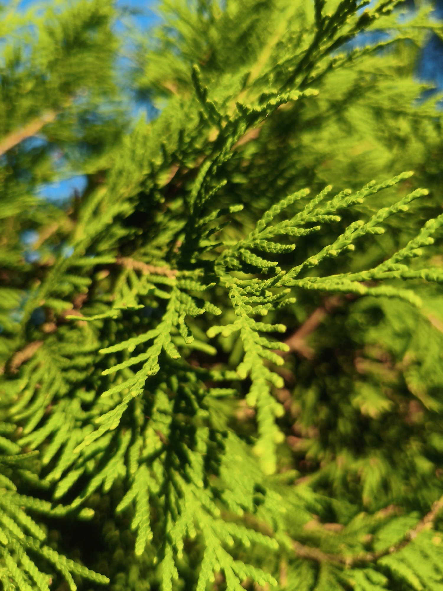 The image is a close-up, macro photograph of bright green, feathery coniferous foliage against a blurred blue sky. The focus is on the intricate texture and layered structure of the needles, which are arranged in small, scale-like segments along thin branches. Sunlight highlights the vibrant green, creating strong contrasts between lit and shadowed areas, and a soft bokeh effect blurs the background, suggesting a shallow depth of field. The overall impression is one of natural detail and the freshness of plant life. There is no discernible location in the city of Kremenchuk, Ukraine, within the image.