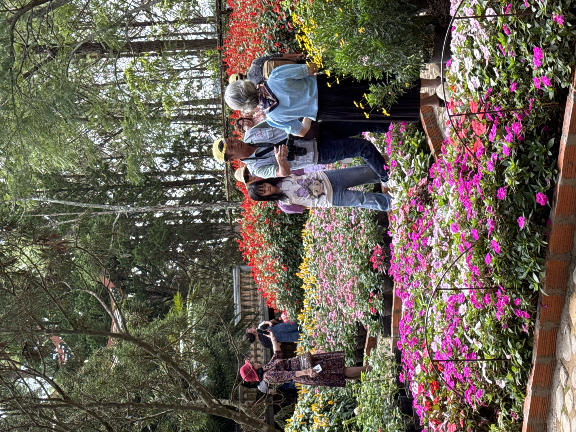 This image captures a vibrant botanical garden in Da Lat, Vietnam, characterized by multiple terraced flower beds under natural light. In the foreground and mid-ground, dense plantings of various flowers are visible, predominantly in shades of pink, magenta, white, and red, with sections of yellow and orange blooms. The flower beds are outlined by reddish brick borders. A dark, semi-circular metal arch structure is embedded within a flower bed in the lower center.
Approximately seven to nine individuals are present throughout the scene. In the mid-ground on the right, an elderly woman with gray hair, dressed in a light blue short-sleeved top, a dark pleated skirt, and a patterned scarf, stands with her back mostly to the viewer. Facing her is a man wearing a light-colored vest over a shirt, blue jeans, and a yellow baseball cap, with a camera hanging from his neck; he is gesturing with his right hand. To his left, a young girl in a white t-shirt featuring a cartoon character and light blue jeans stands looking downwards. Behind this group, a woman with glasses and another individual in a striped shirt and yellow cap are partially visible amidst the red flowers.
On the left side of the mid-ground, a woman in a red wide-brimmed hat and a patterned long dress holds a smartphone, appearing to photograph the flowers or the scene. Behind her, near a white stone balustrade, two other people are partially visible, one in a white top and another in denim overalls, also holding a phone.
The upper portion and background of the image feature a dense canopy of tall trees, primarily conifers, with some deciduous trees with bare branches interspersed. Faintly visible through the trees in the upper left are sections of a red-tiled roof with a white decorative pattern. The ground in the bottom left corner displays irregular paving stones.