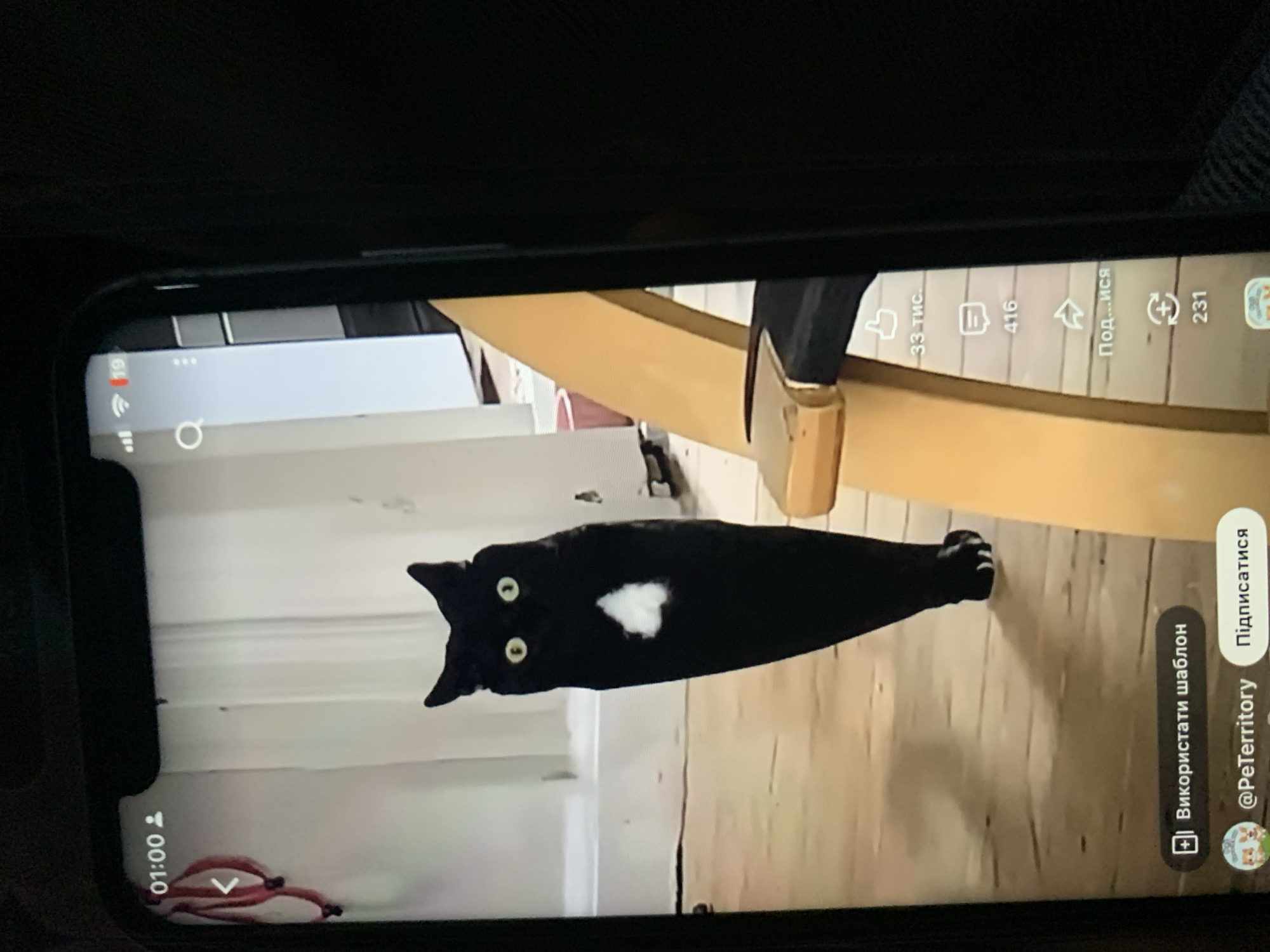 The image shows a smartphone screen displaying a short video of a black cat with a white chest patch and bright green eyes. The cat is standing on a wooden floor in what appears to be an indoor setting. The background is somewhat blurred, showing white walls and possibly furniture. On the right side of the screen, there are social media interaction icons with numbers indicating likes and comments. In the lower left corner of the phone screen, there is a button with text in Ukrainian that translates to "Use template" and below that, a username "@PeTerritory" and a "Subscribe" button. The phone itself is black and is held in a dark environment, suggesting the photograph was taken in low light conditions. There is no indication of the location being Zhmerynka, Ukraine, or any specific city.