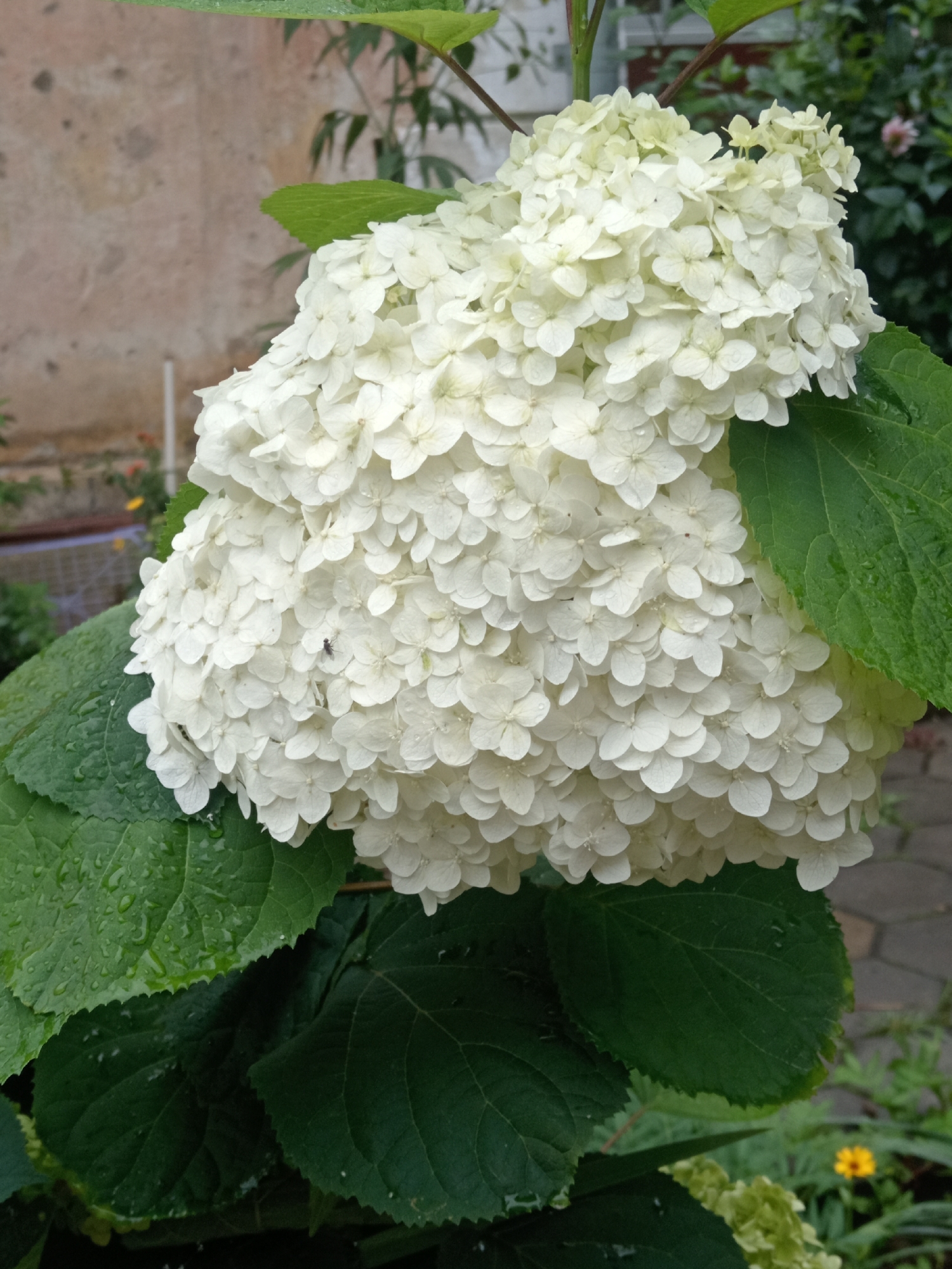 A large, dense cluster of white hydrangea flowers is the primary subject of this close-up photograph. The petals are small and numerous, creating a rounded, voluminous bloom. The flowers are damp, with visible water droplets on many of the petals. Large, dark green hydrangea leaves with serrated edges surround the bloom, also bearing water droplets. A tiny insect is visible on one of the white petals. In the background, out of focus, are hints of greenery, a textured wall, and paving stones. The scene appears to be outdoors, likely in a garden setting. The location is specified as Belogorsk, Russia.