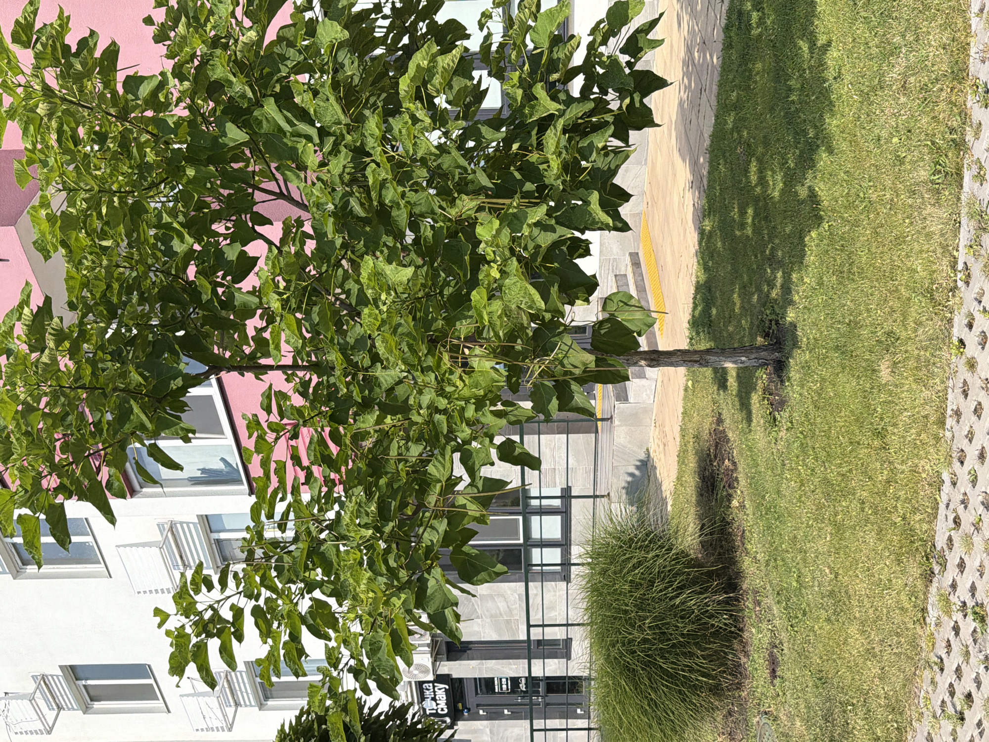 The image shows a street view in Kyiv, Ukraine, on a sunny day. In the foreground, a small tree with large green leaves stands on a patch of grass. Behind the tree, a building with a pink and white facade is visible. The building has several windows and air conditioning units. To the left of the tree, there is a grassy area and a bush. The ground in front of the building is paved with light-colored tiles. A sign above a glass door on the ground floor of the building reads "ТОЧКА СМАКУ" (TOCHKA SMAKU), which translates to "Taste Point" or "Point of Taste" in English, indicating a commercial establishment. A metal railing runs in front of the building's entrance. The overall scene depicts an urban outdoor environment.