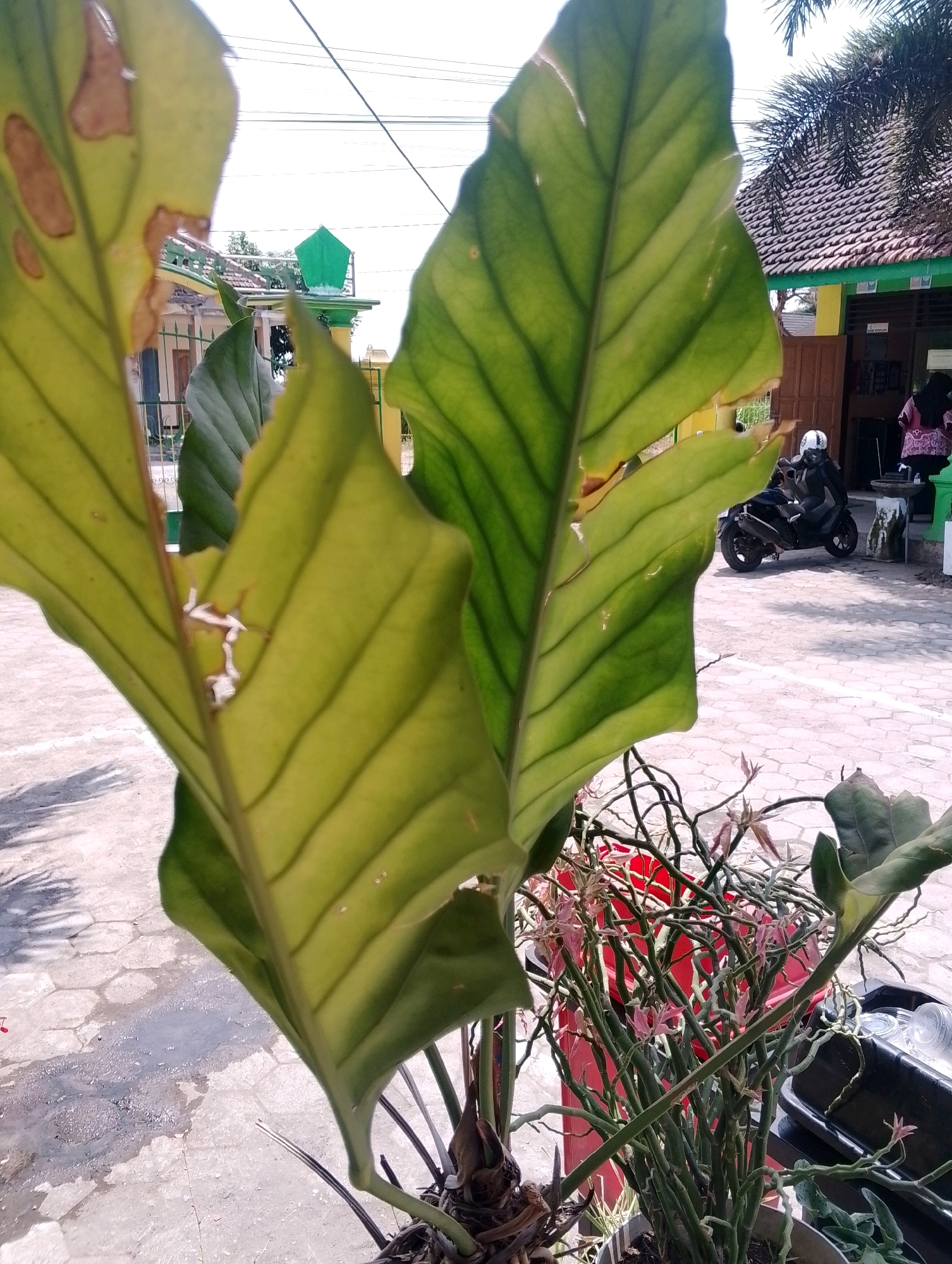 Memory