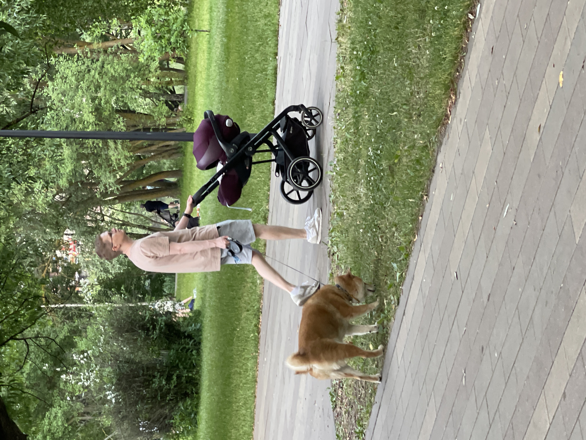 A person walks a Shiba Inu dog on a leash along a paved path in a park. The person is wearing a light brown t-shirt, grey shorts, and white sneakers. They are pushing a dark-colored stroller with a maroon infant car seat. The dog is brown and white and is sniffing the grass at the edge of the path. In the background, there are lush green trees and other park-goers. The scene suggests a leisurely day in a Moscow park.