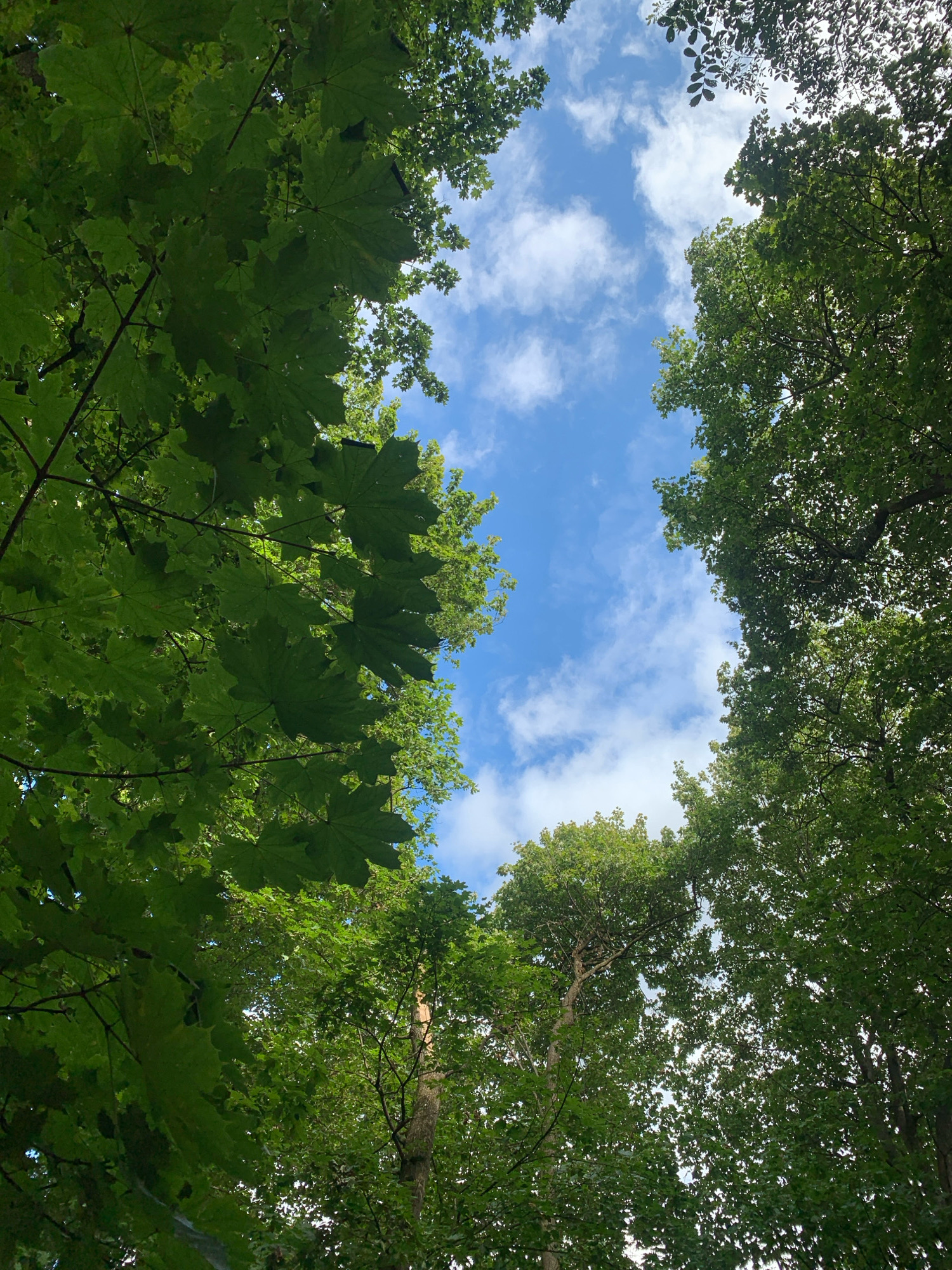 The image captures a view looking directly up through the canopy of lush green trees towards a bright blue sky dotted with fluffy white clouds. The leaves of the trees, predominantly maple leaves, are vibrant and dense, creating a natural frame for the sky. Sunlight filters through the foliage, casting dappled light and shadows. The scene suggests a peaceful natural setting within a park or wooded area. This perspective is characteristic of images taken in Lviv, Ukraine, where numerous parks and treelined streets are common features, such as Stryiskyi Park or the area around the High Castle. There are no people, animals, or man-made objects visible in this image, focusing solely on the interplay between the trees and the sky.