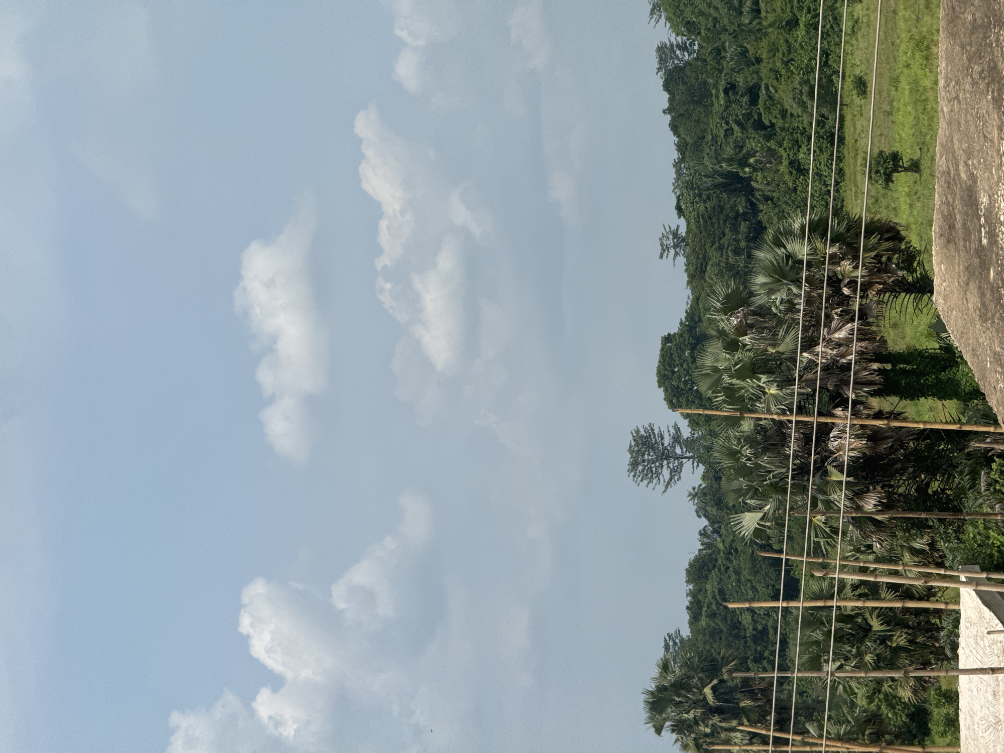 The image displays a landscape scene with a clear sky featuring scattered white clouds. In the foreground, there is a rough, textured surface, possibly a rooftop or ground. Vertical bamboo poles are arranged in a row, supporting horizontal wires that stretch across the frame. Behind the poles and wires is a dense forest of green trees, including palm trees with distinctive fan-shaped leaves. The forest canopy extends to the horizon, with a few taller trees standing out. A grassy field is visible on the right side of the image, with a small solitary tree in the distance. The scene appears to be an outdoor environment, likely in a tropical or subtropical region. The presence of bamboo poles and wires suggests human infrastructure interacting with the natural landscape. Without further information, a specific location within Awka, Nigeria cannot be definitively identified.